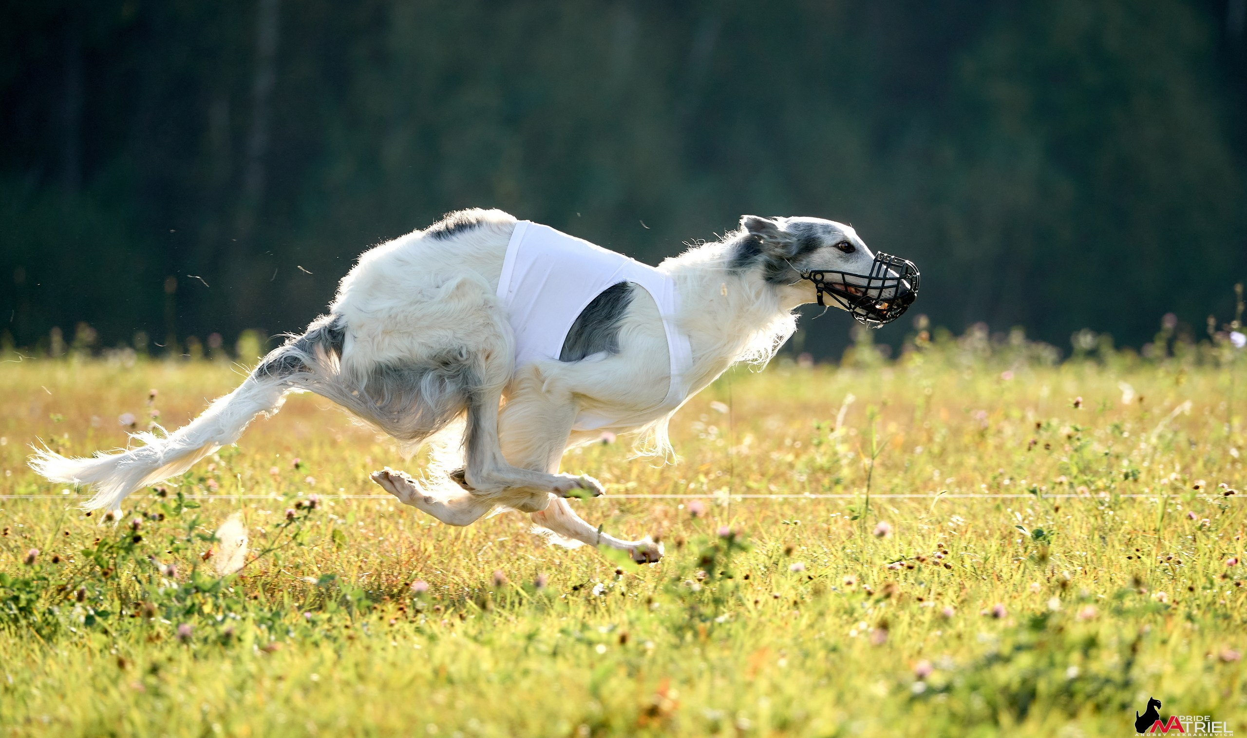 Съемка курсинг — галерея NATRIEL