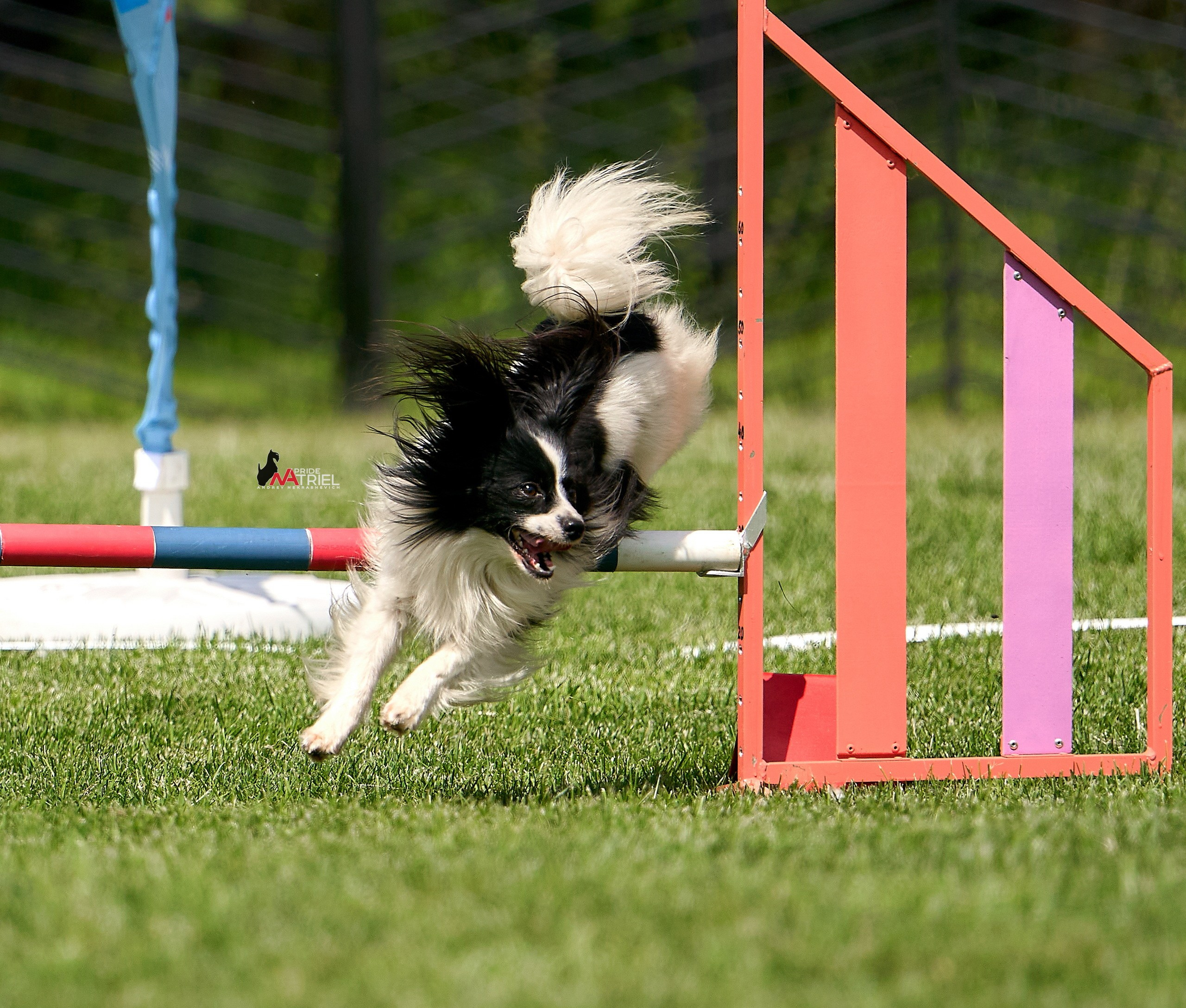 Аджилити — галерея NATRIEL