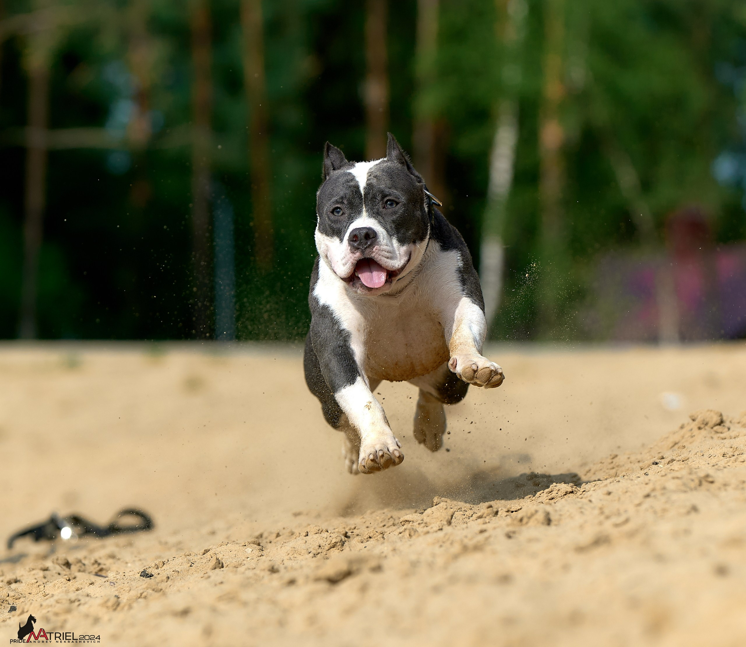 Фотопрогулка с булли