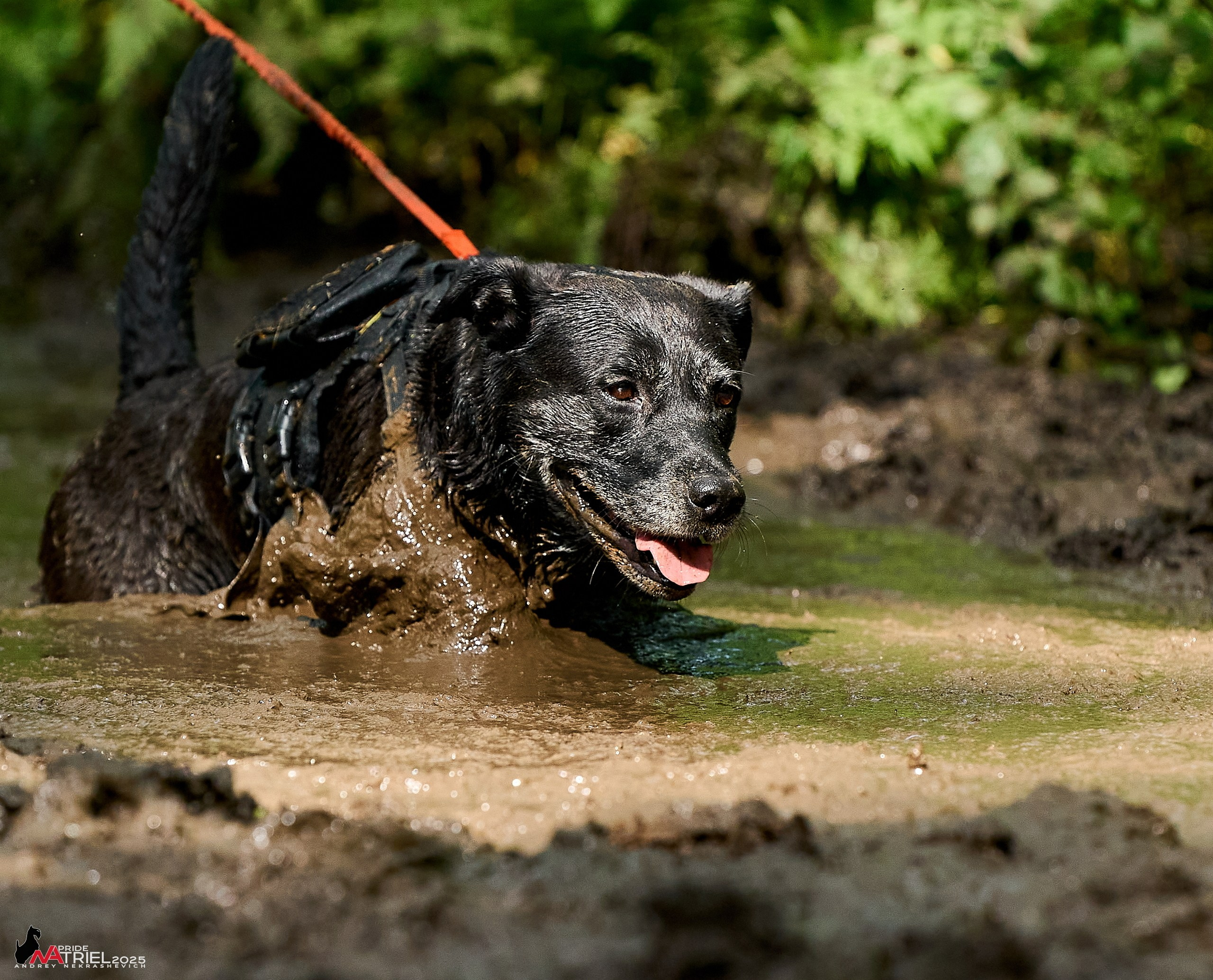 Russian Extreme Dog Trail — 2025