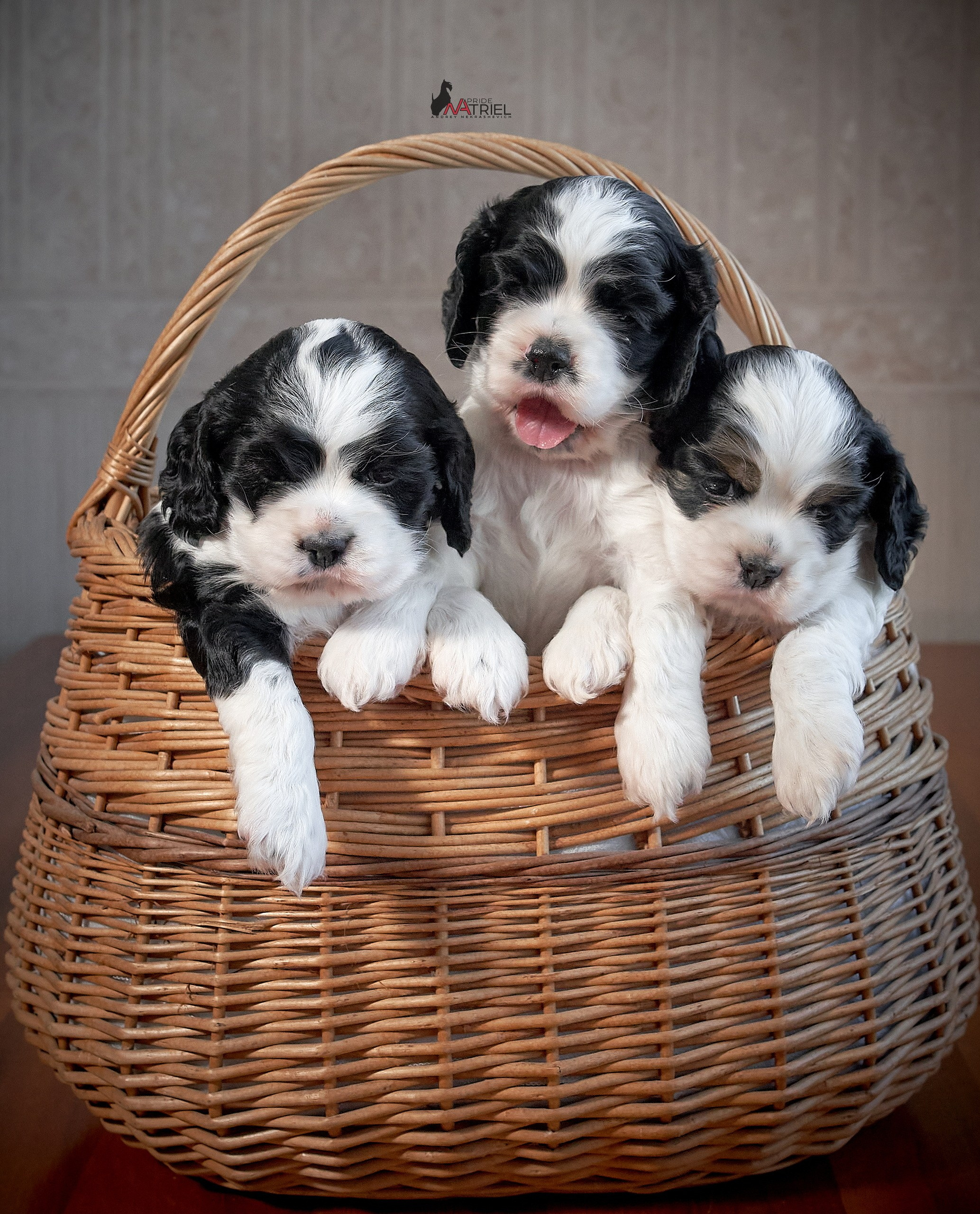 Щенки дома — галерея NATRIEL