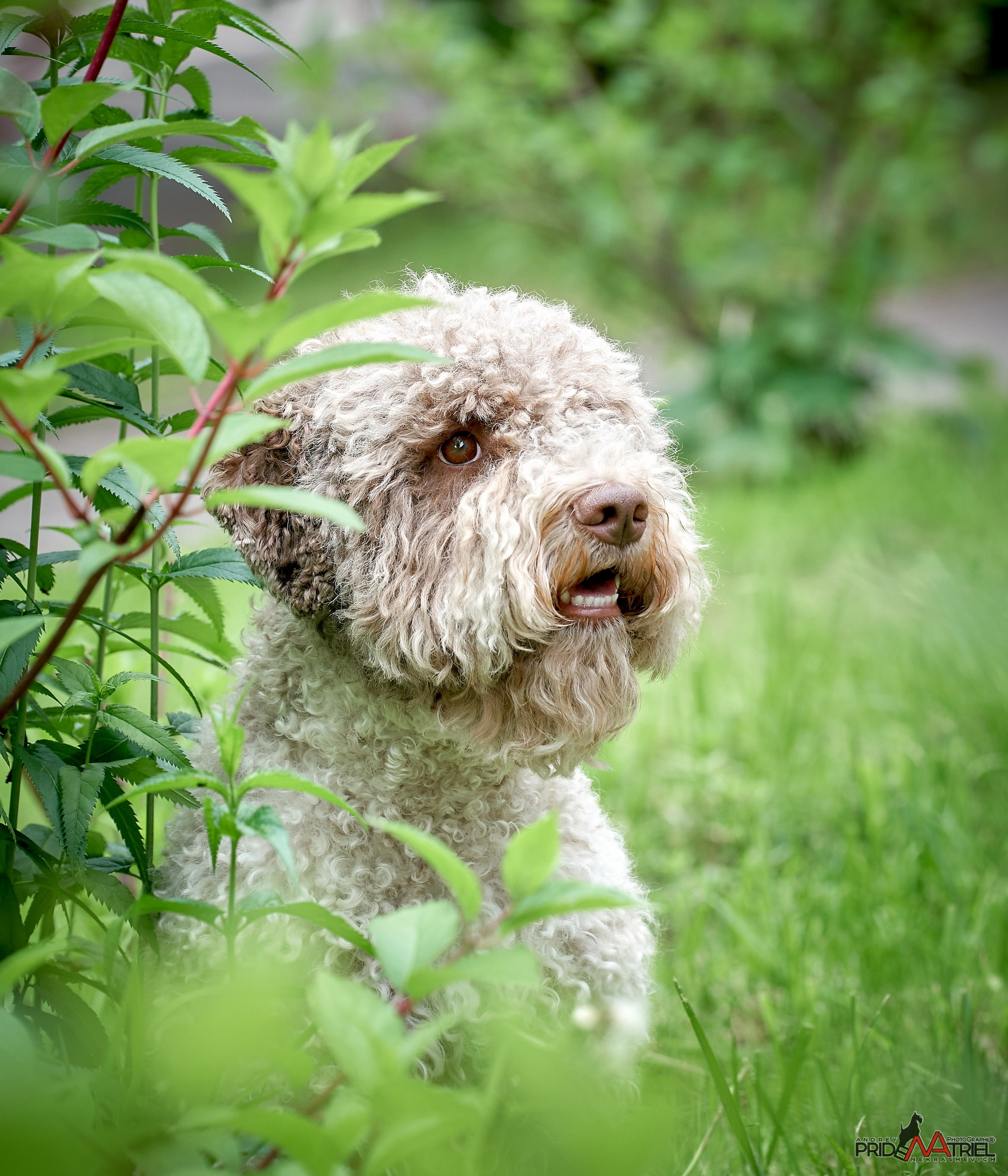 Портреты собак — галерея NATRIEL