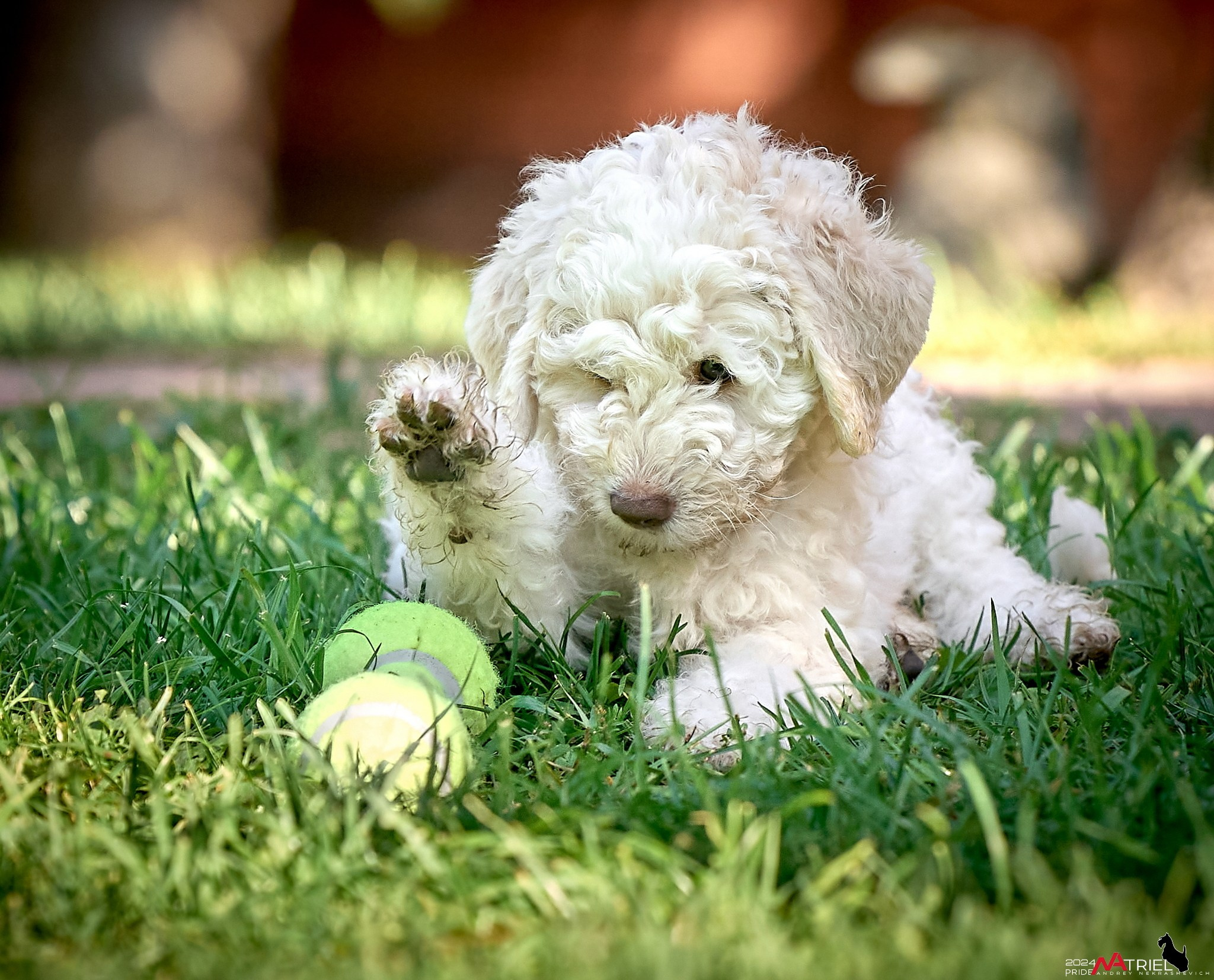 Съемка щенков лаготто на природе