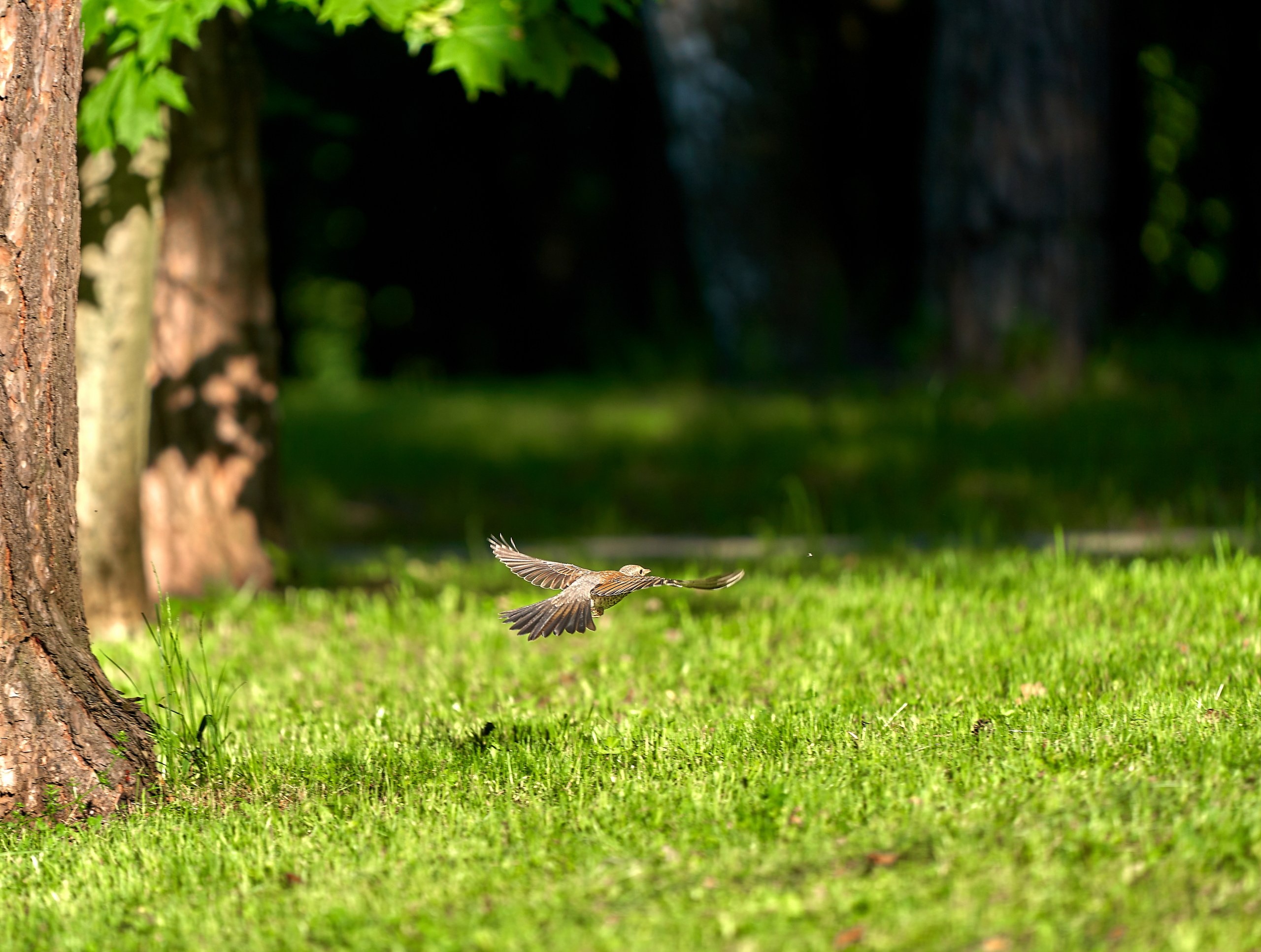 Фото птиц — галерея NATRIEL