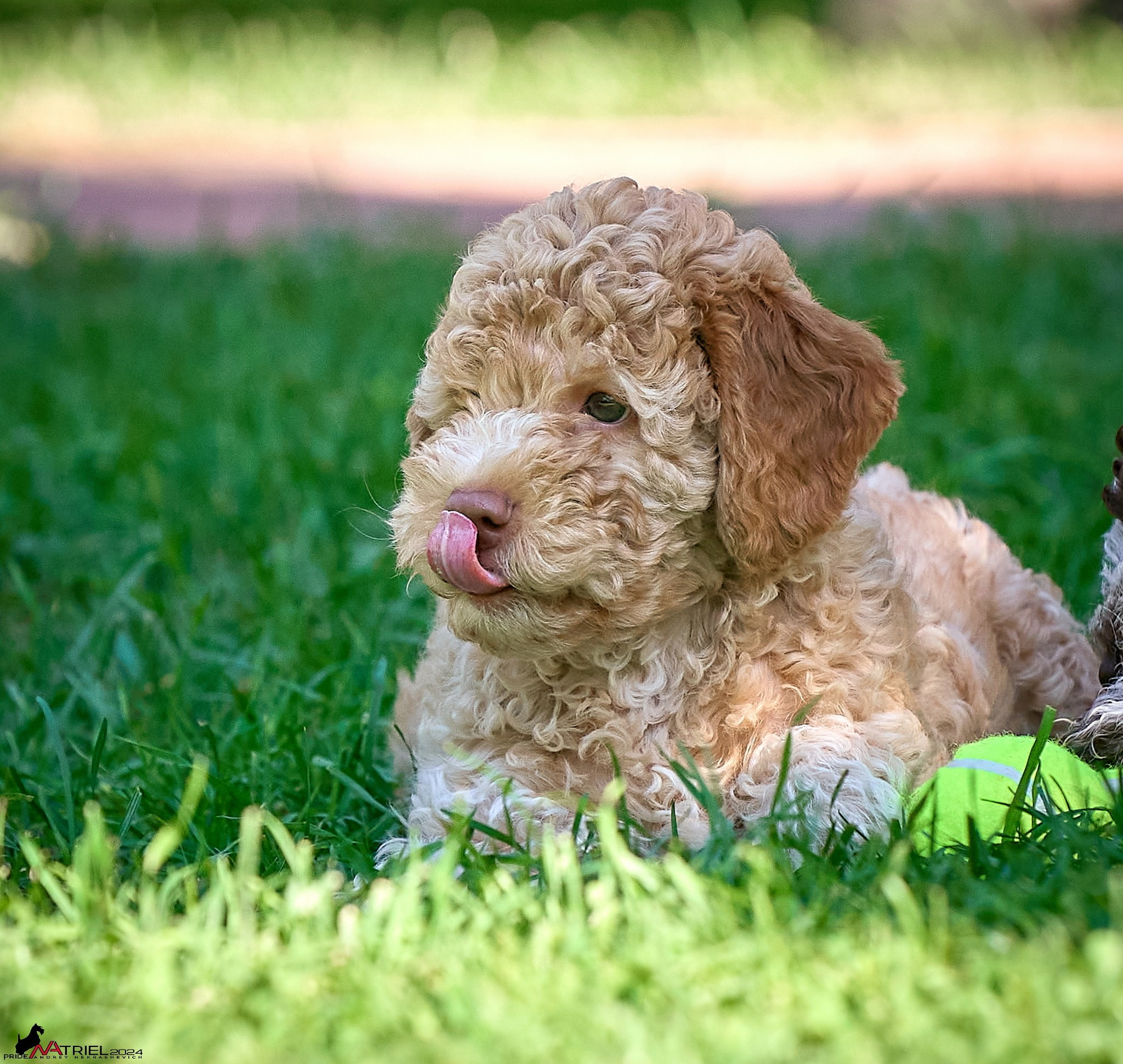 Съемка щенков лаготто на природе