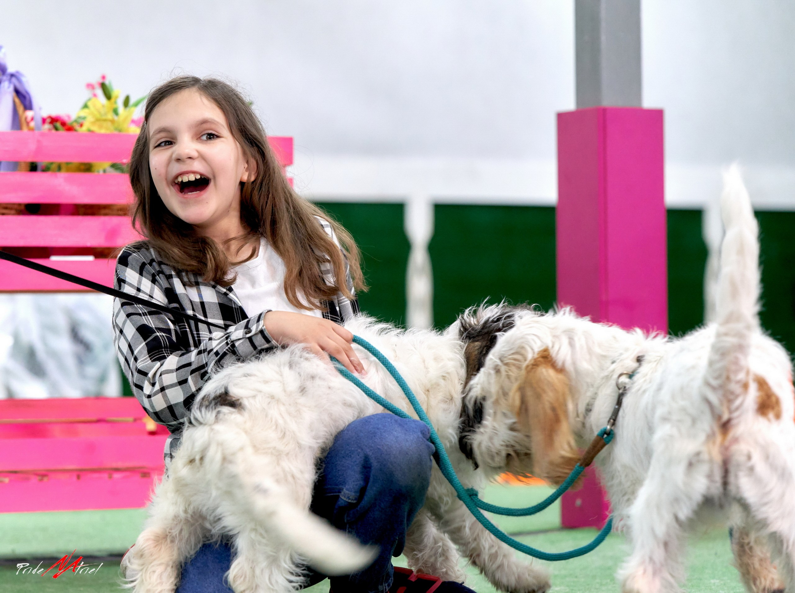 Мероприятия с собаками — галерея NATRIEL