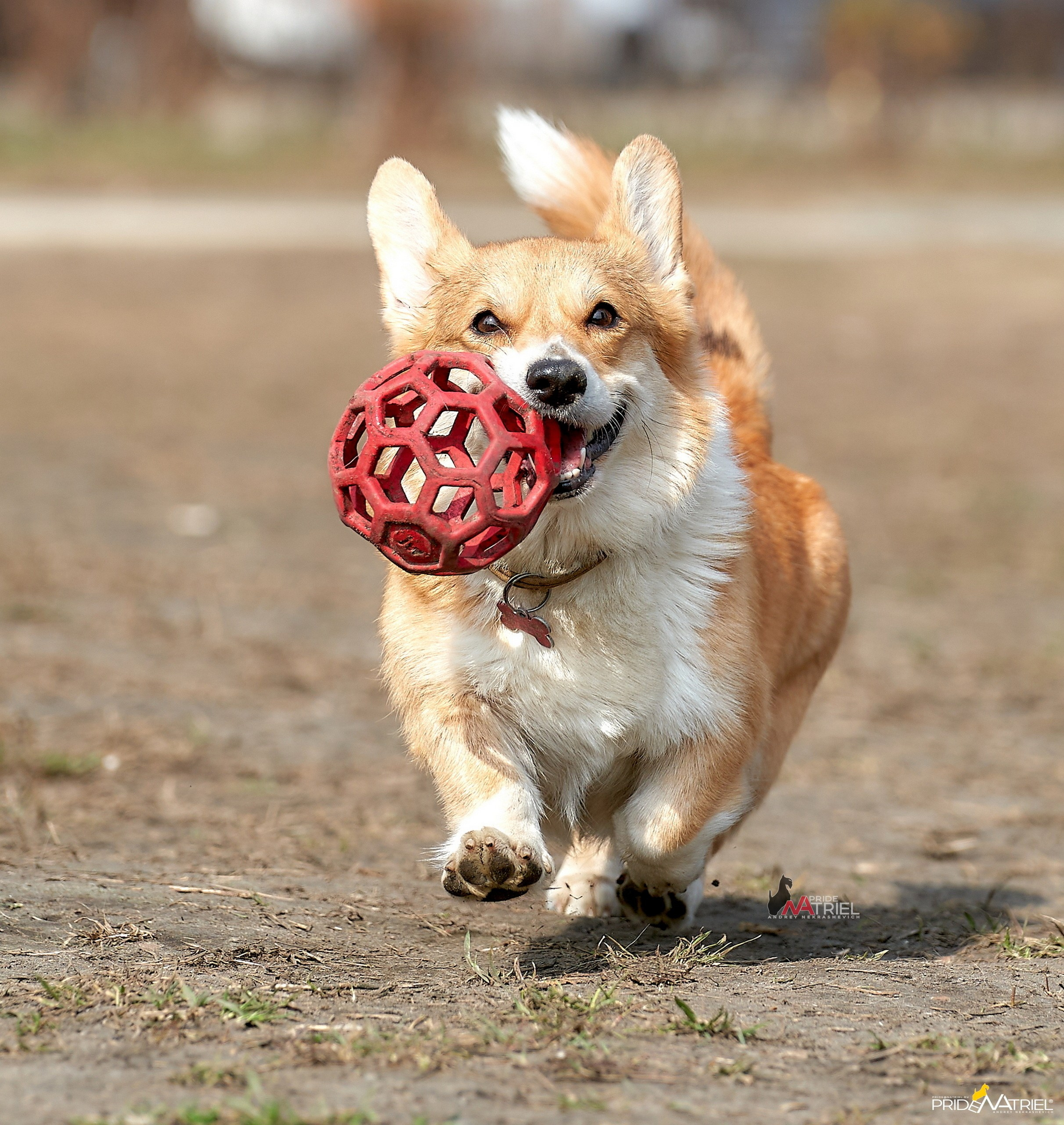 Прогулка в движении — галерея NATRIEL