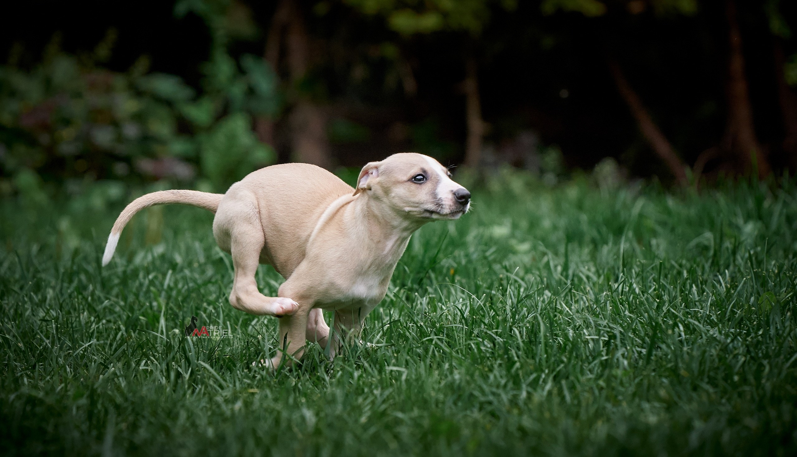 Щенки на прогулке — галерея NATRIEL