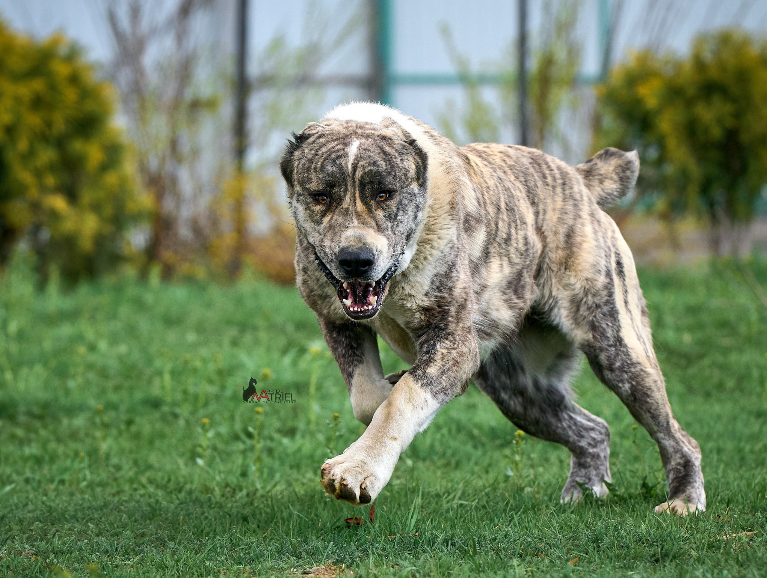 Среднеазиаты — щенки и взрослые