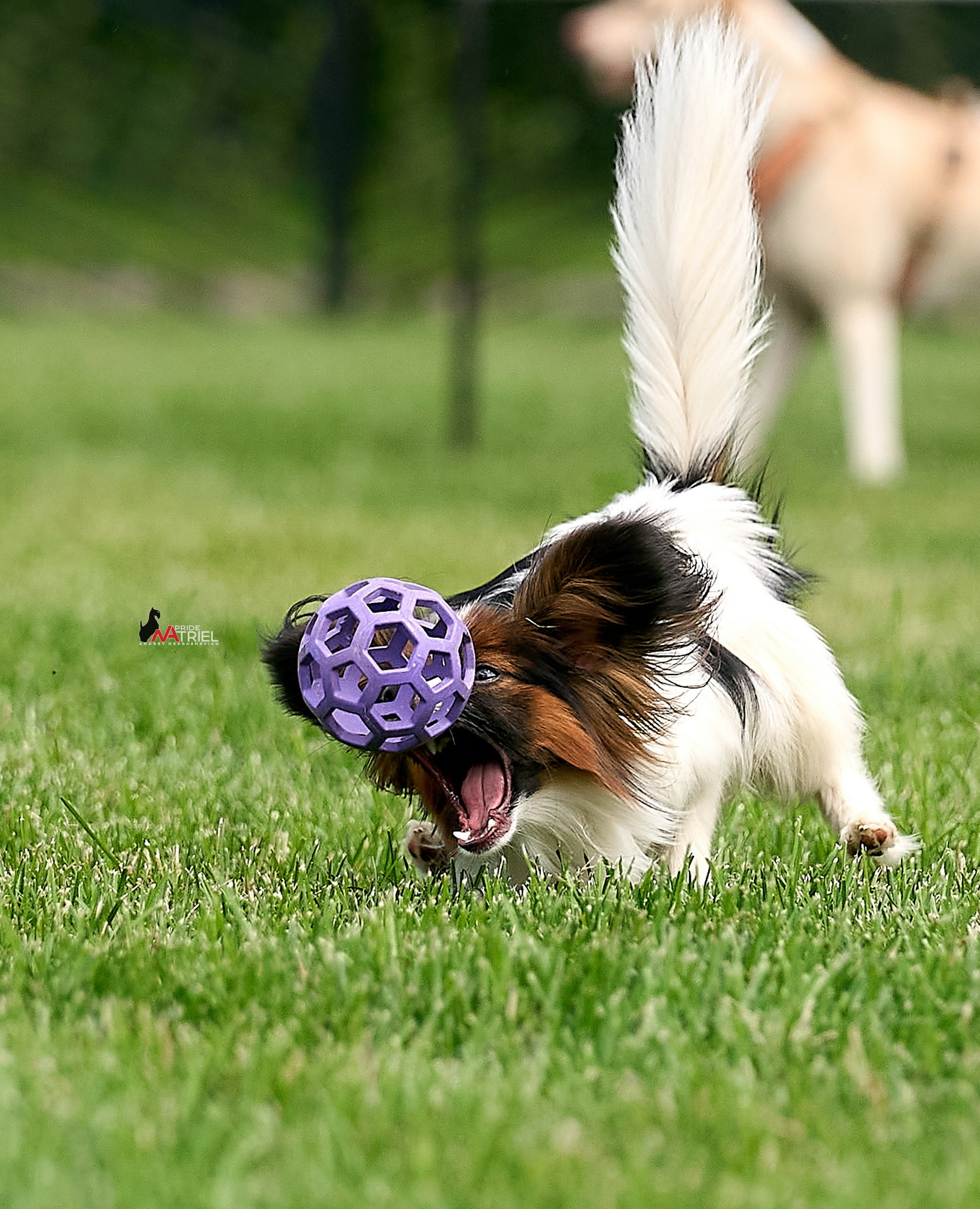 Аджилити — галерея NATRIEL