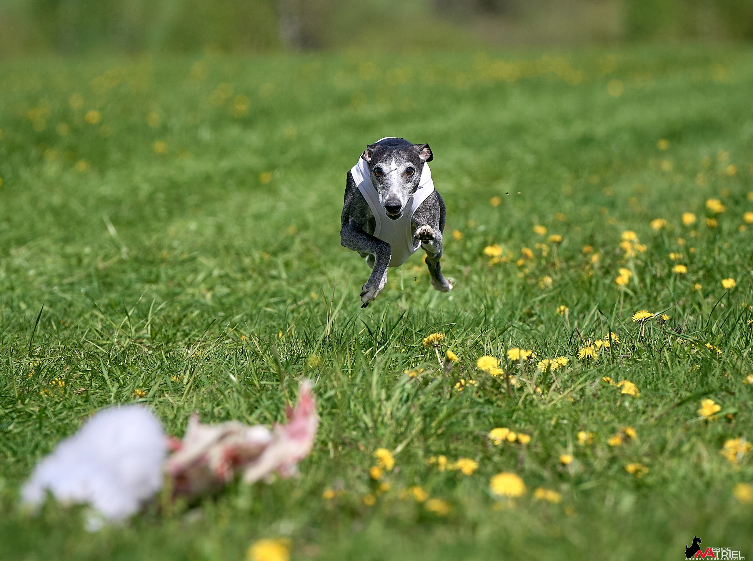 Съемка курсинг — галерея NATRIEL