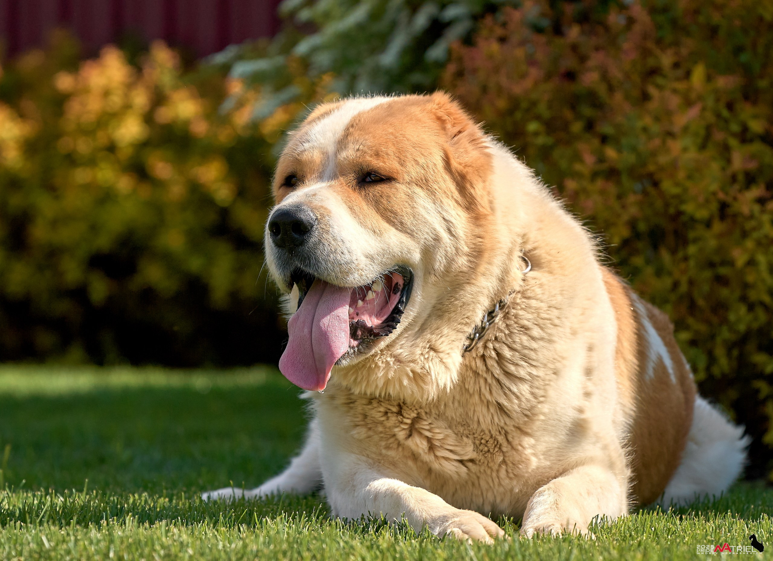Съемка в питомнике
