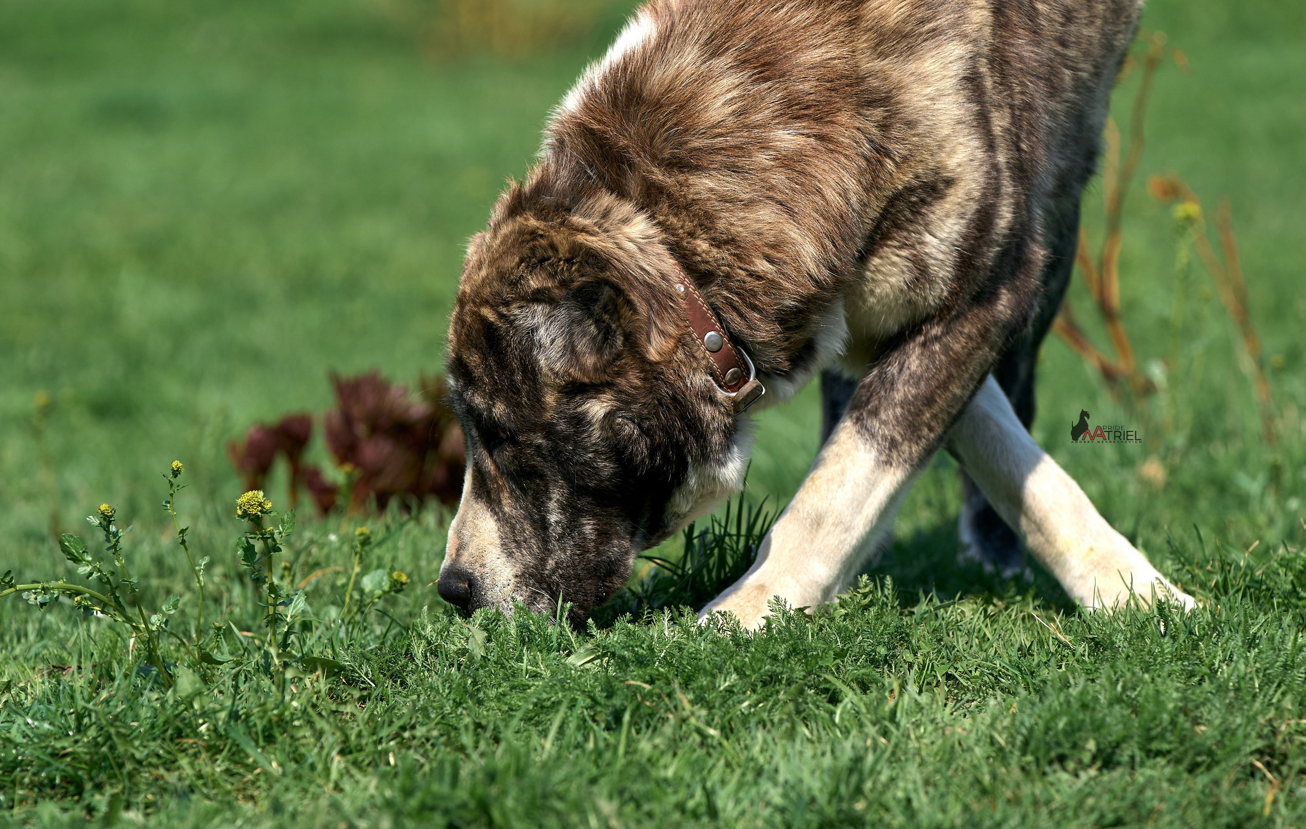 Среднеазиаты — щенки и взрослые