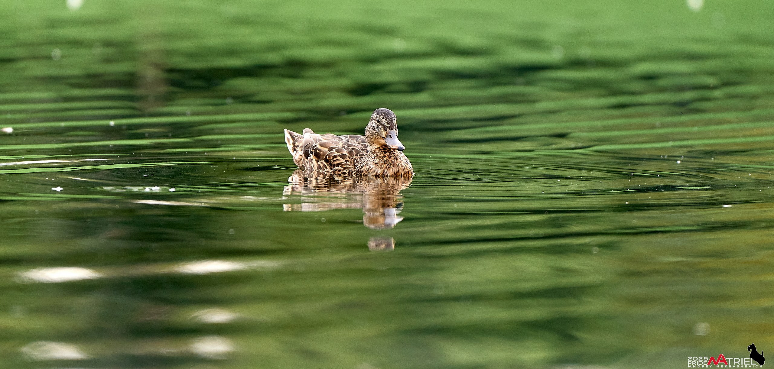 Утки на пруду