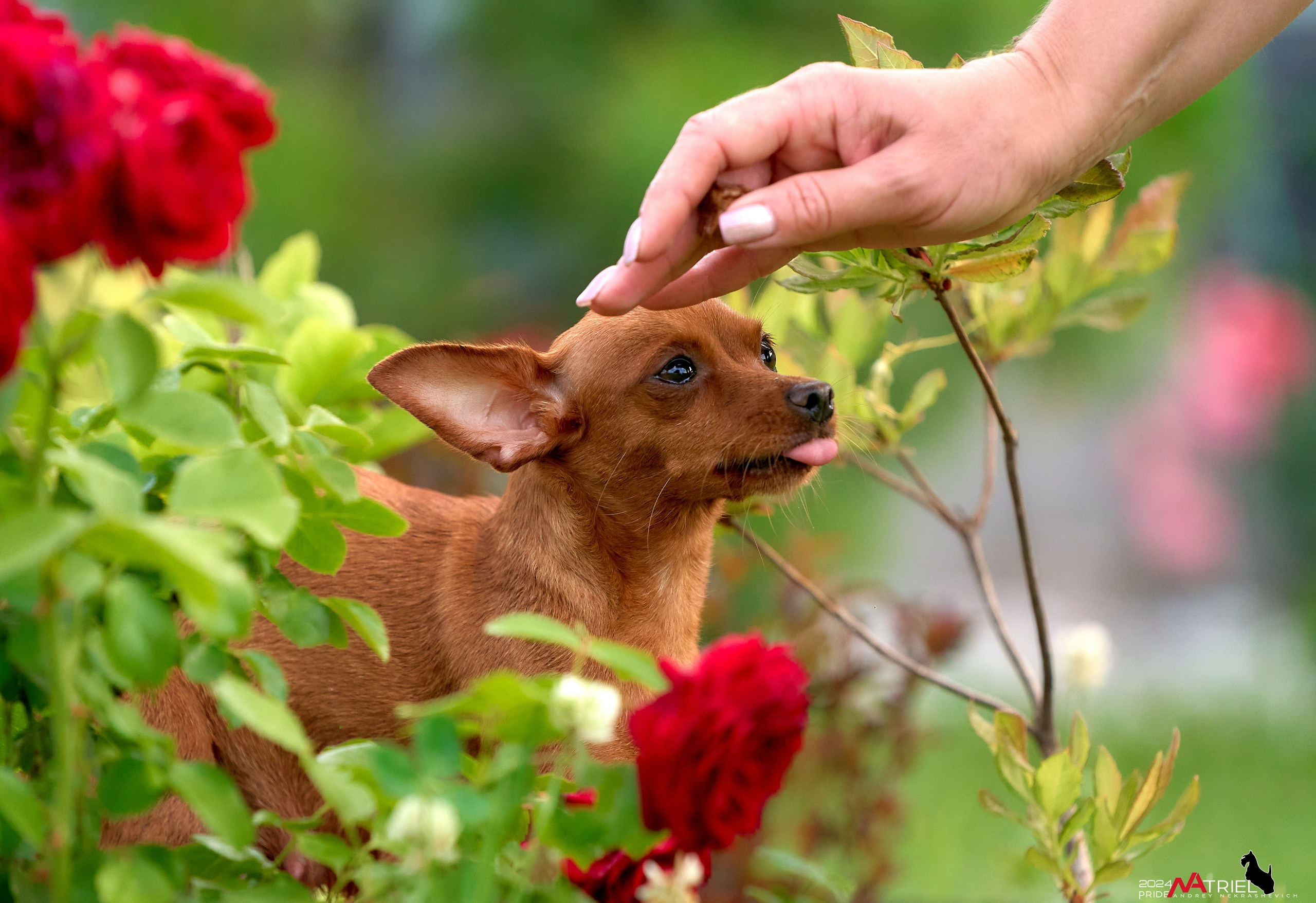 Фотопрогулка с крысариками