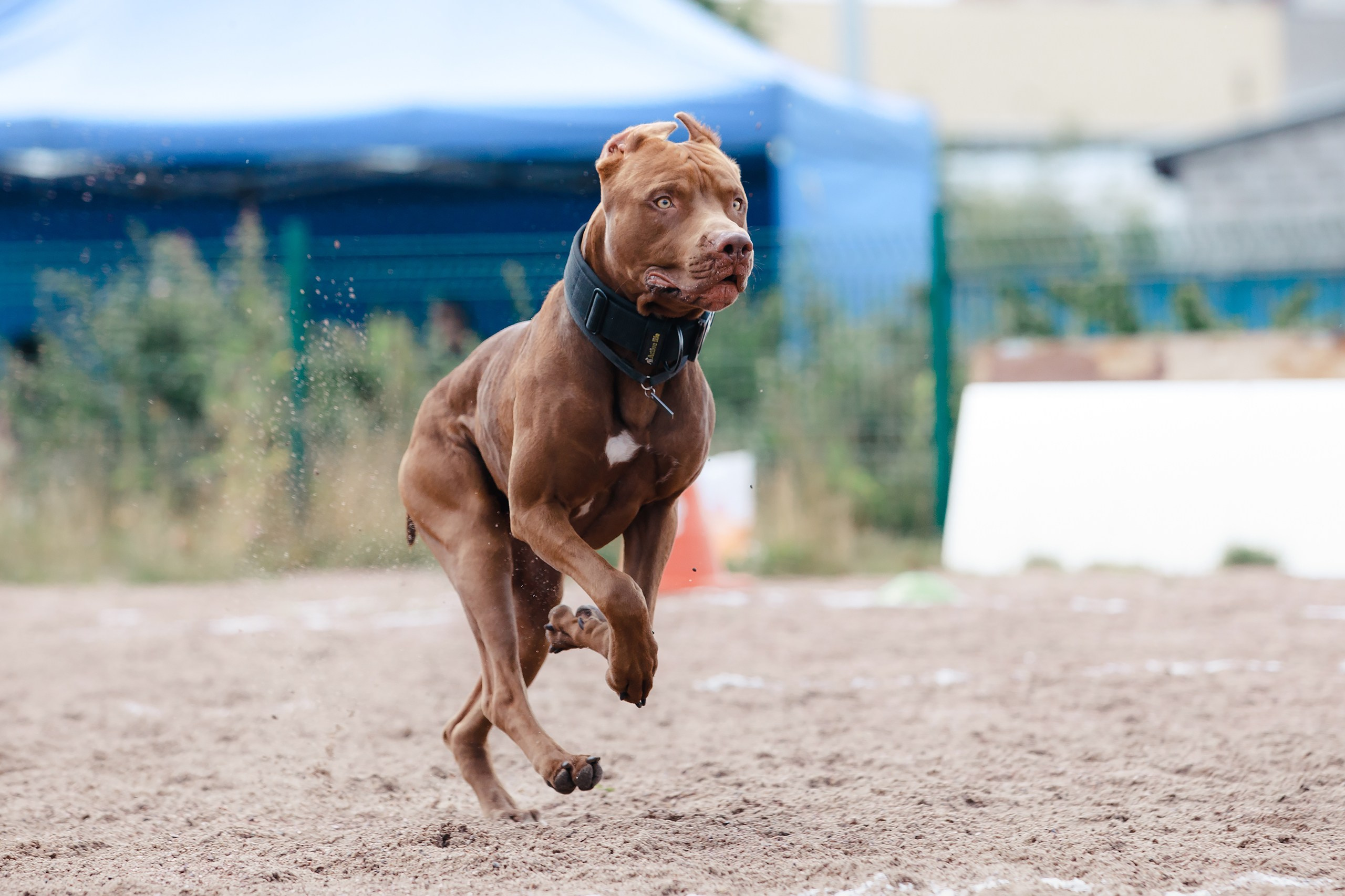 Питч&Гоу + веселые старты. Фотограф-анималист Mary Mart — Москва, Питер