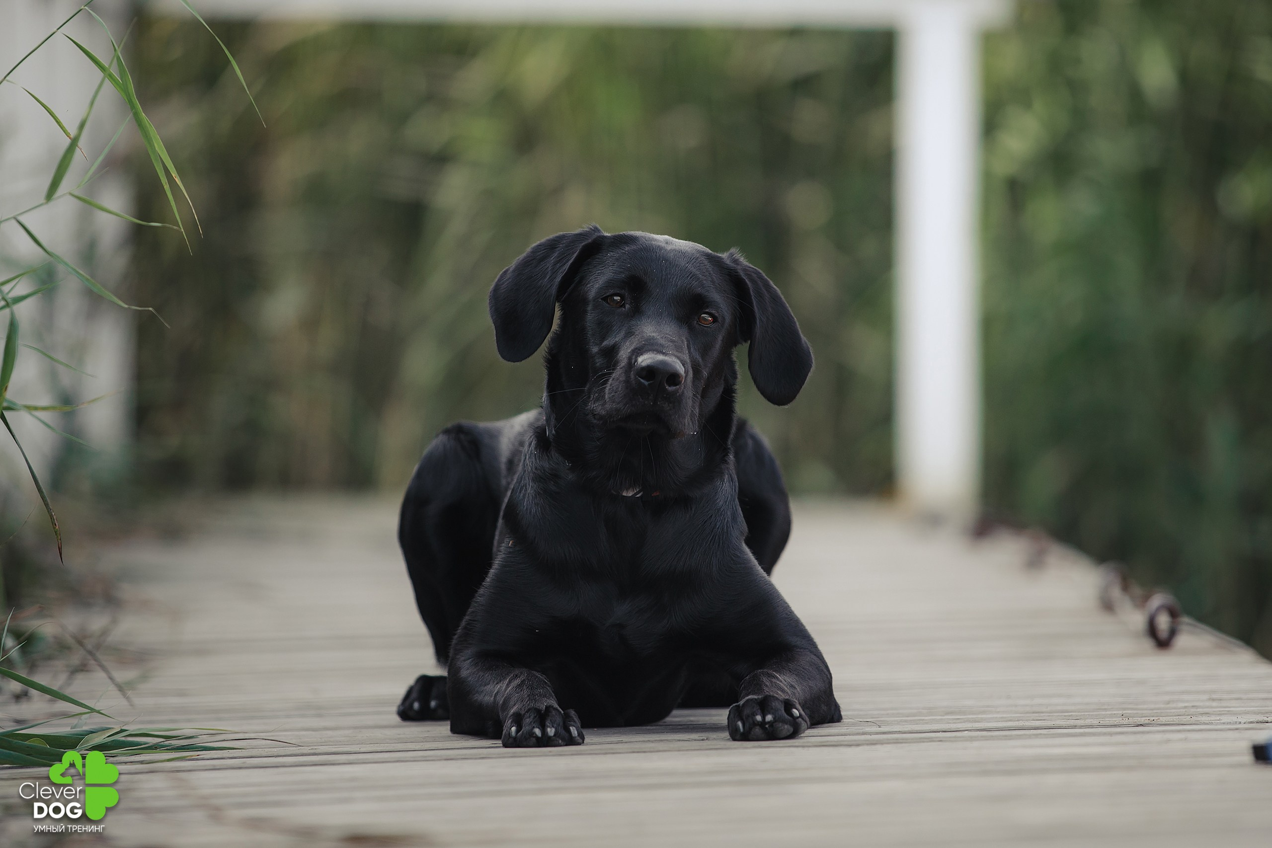 Кинологический лагерь CleverDog, 2024. Фотограф-анималист Mary Mart — Москва, Питер