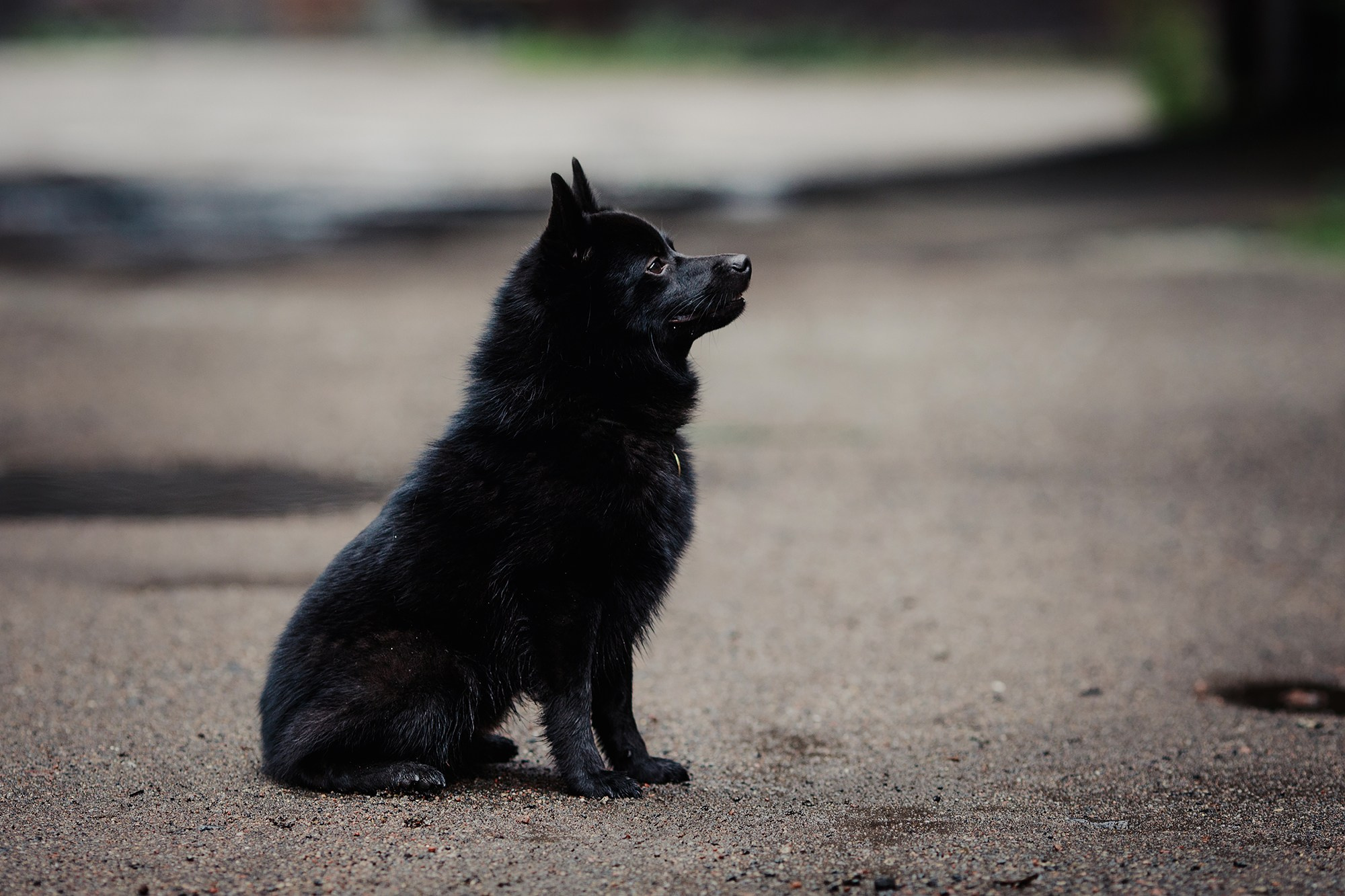 Саша, Маша и шипперке Йети. Фотограф-анималист Mary Mart — Москва, Питер