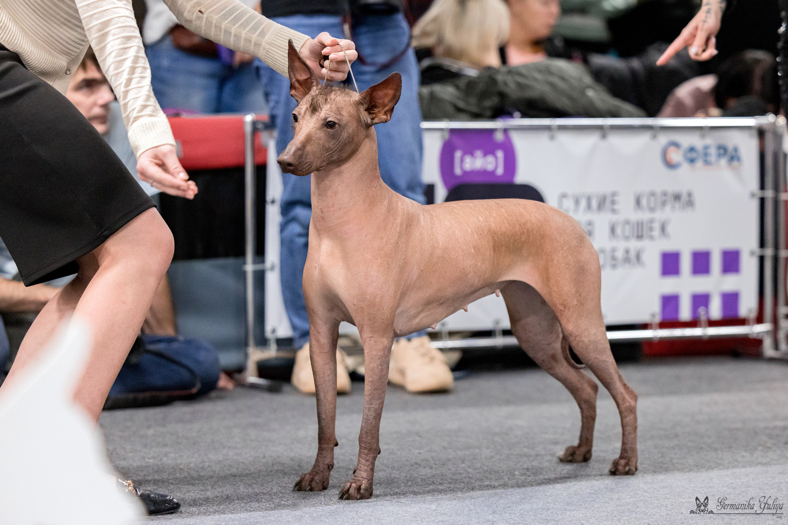 Сфера 29.10,Крокус 4.11,Сфера 12.11.2023. Фотограф-анималист Юлия Германика