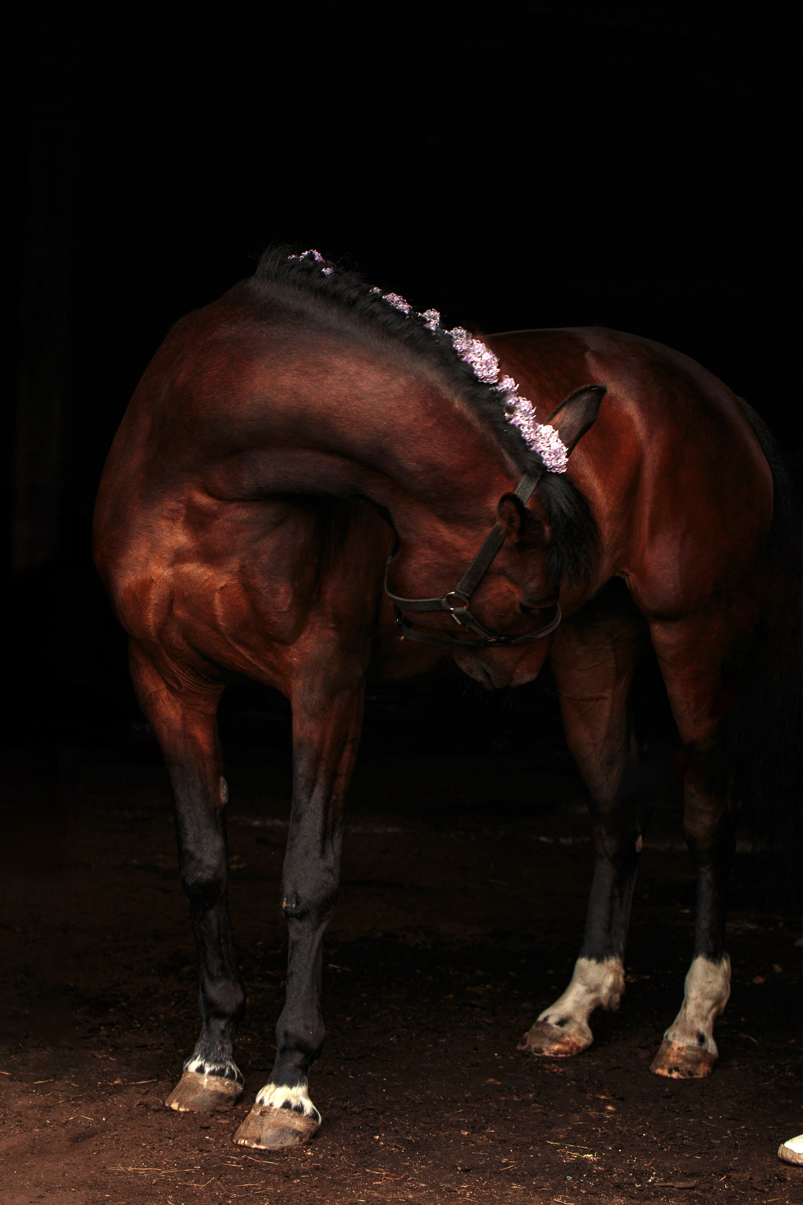 СЪЕМКА ЛОШАДЕЙ. Конный фотограф в Красноярске — Любовь Похабова