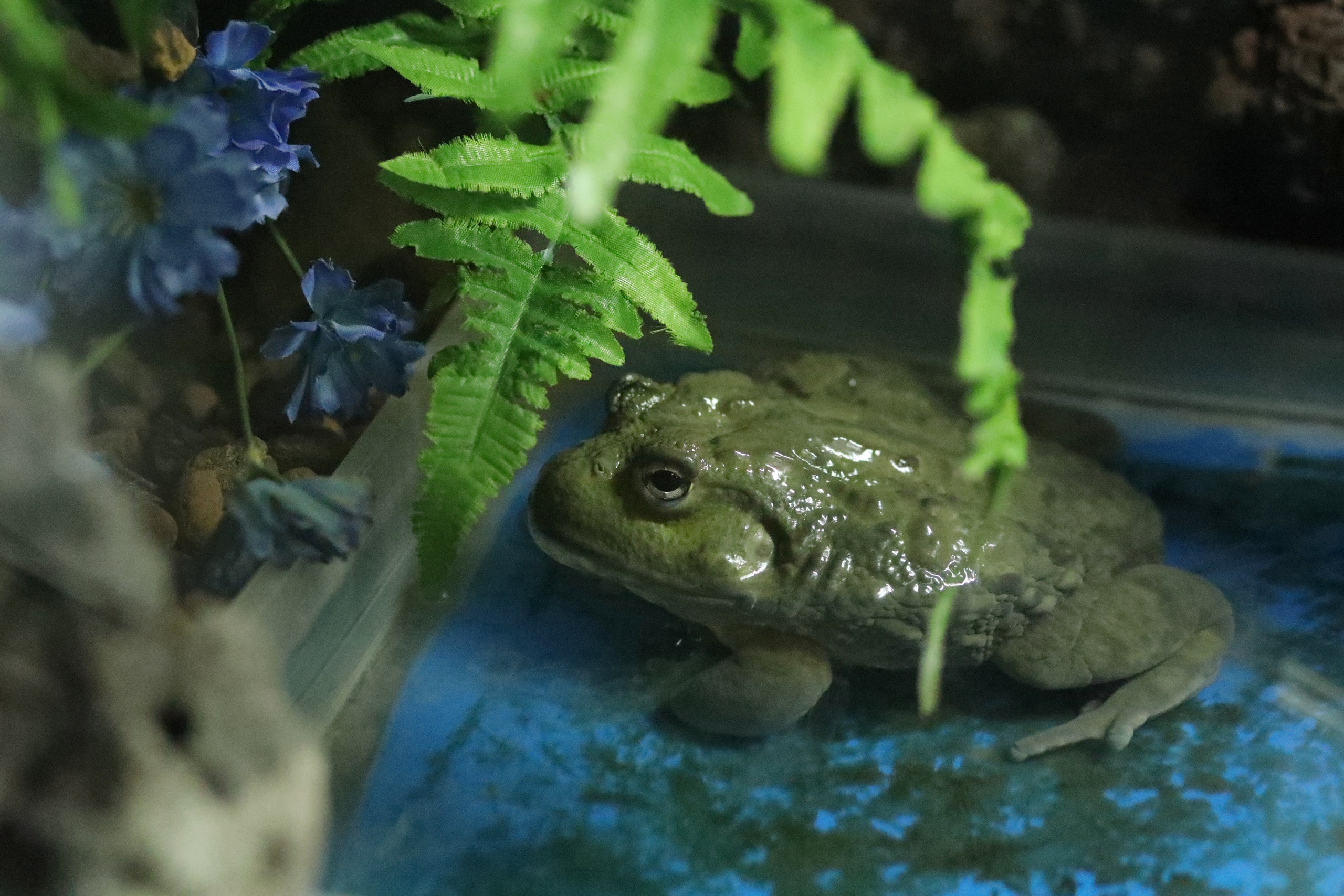 Ростовский зоопарк. Фото-художник и Репортажный фотограф Николаев Александр Алексеевич