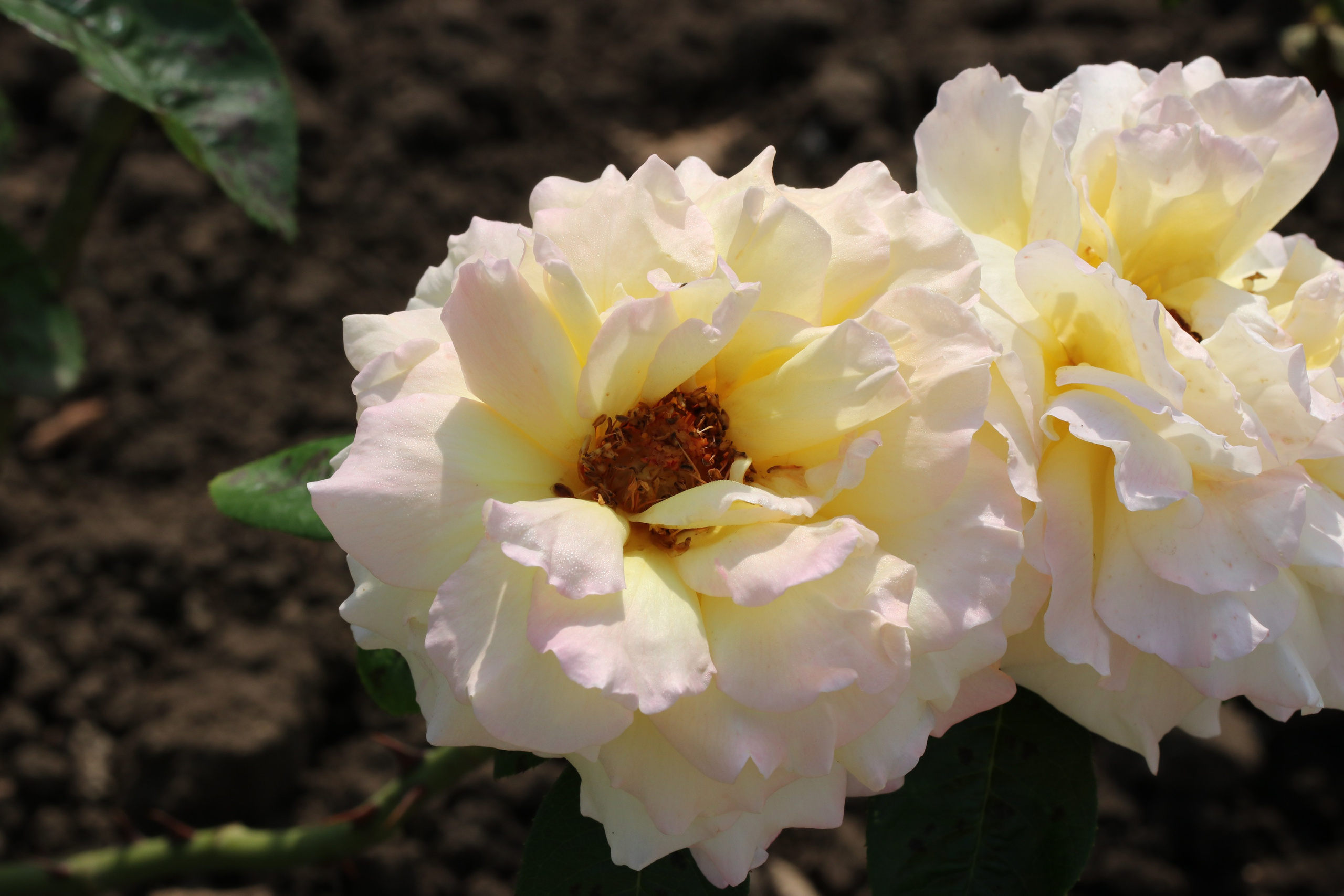Долина роз в Кисловодске. Фото-художник и Репортажный фотограф Николаев Александр Алексеевич