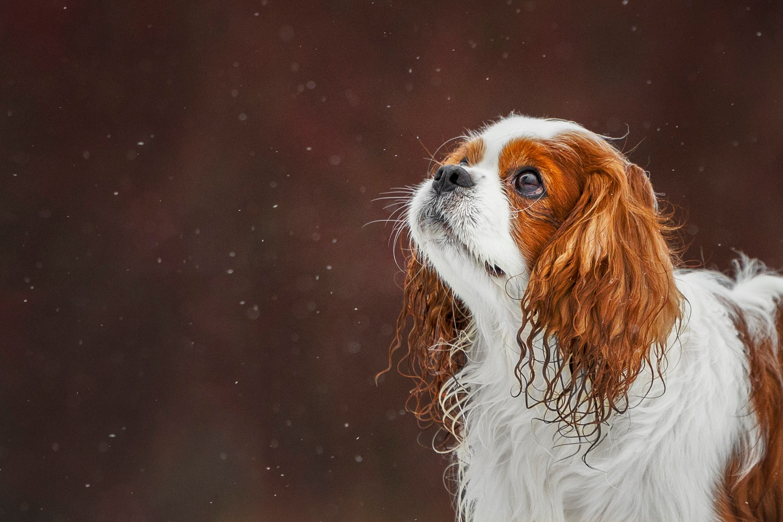 Кавалер Кинг Чарльз Спаниель и Людмила. Фотограф анималист, семейный фотограф, фотограф собак Комратова Мария. г. Москва