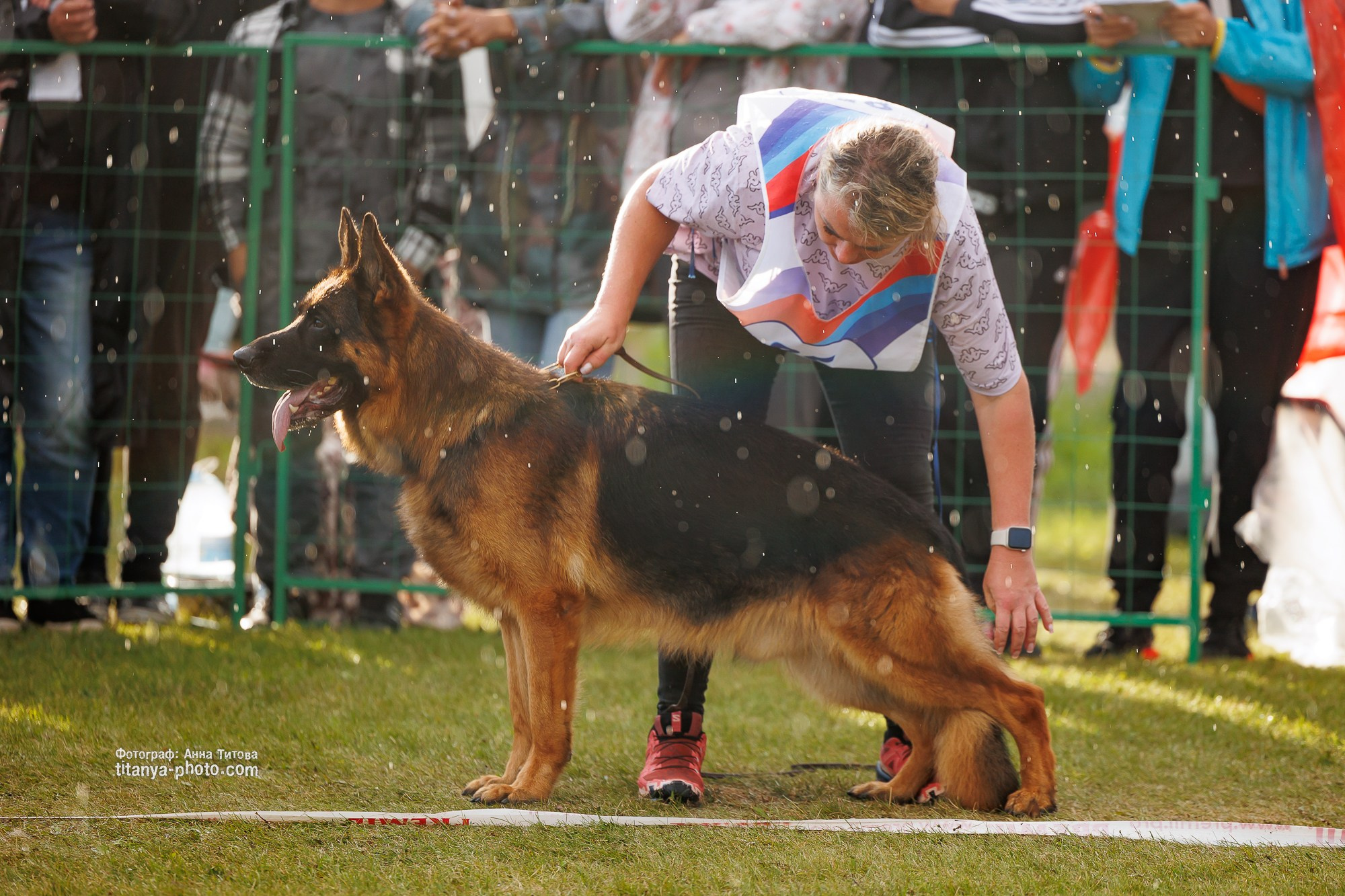 Немецкие овчарки: фото из рингов и вне ринга, мутпроба (фотографии с выставок). Фотограф собак, фотограф-анималист Аня Титова (Titanya). Москва