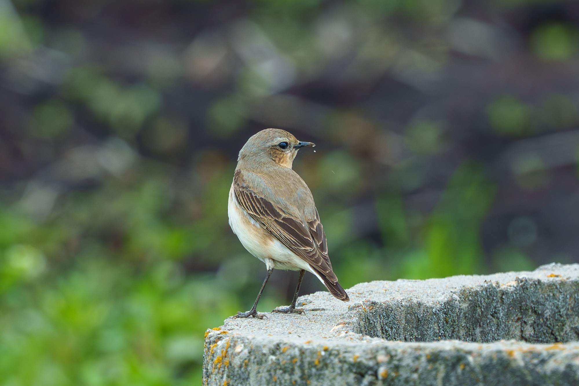 Удивительные мир птиц. Вокруг нас столько прекрасного — присмотритесь!. Ваш личный фотограф Марина Волкова