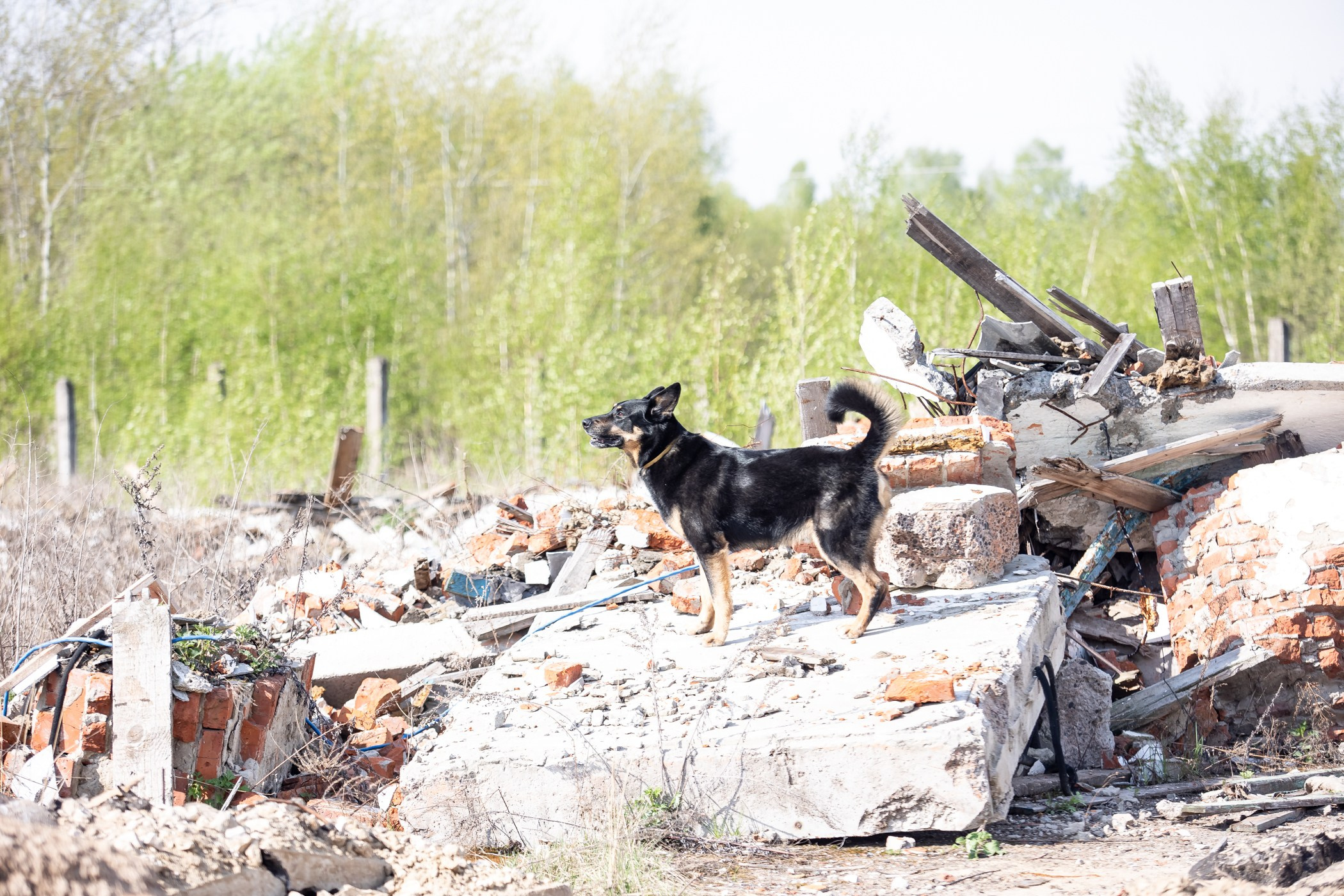 ПСС Соревнования в Нижегородской области г. Чкаловск 2023-04-28. Фотограф Ирина Астор