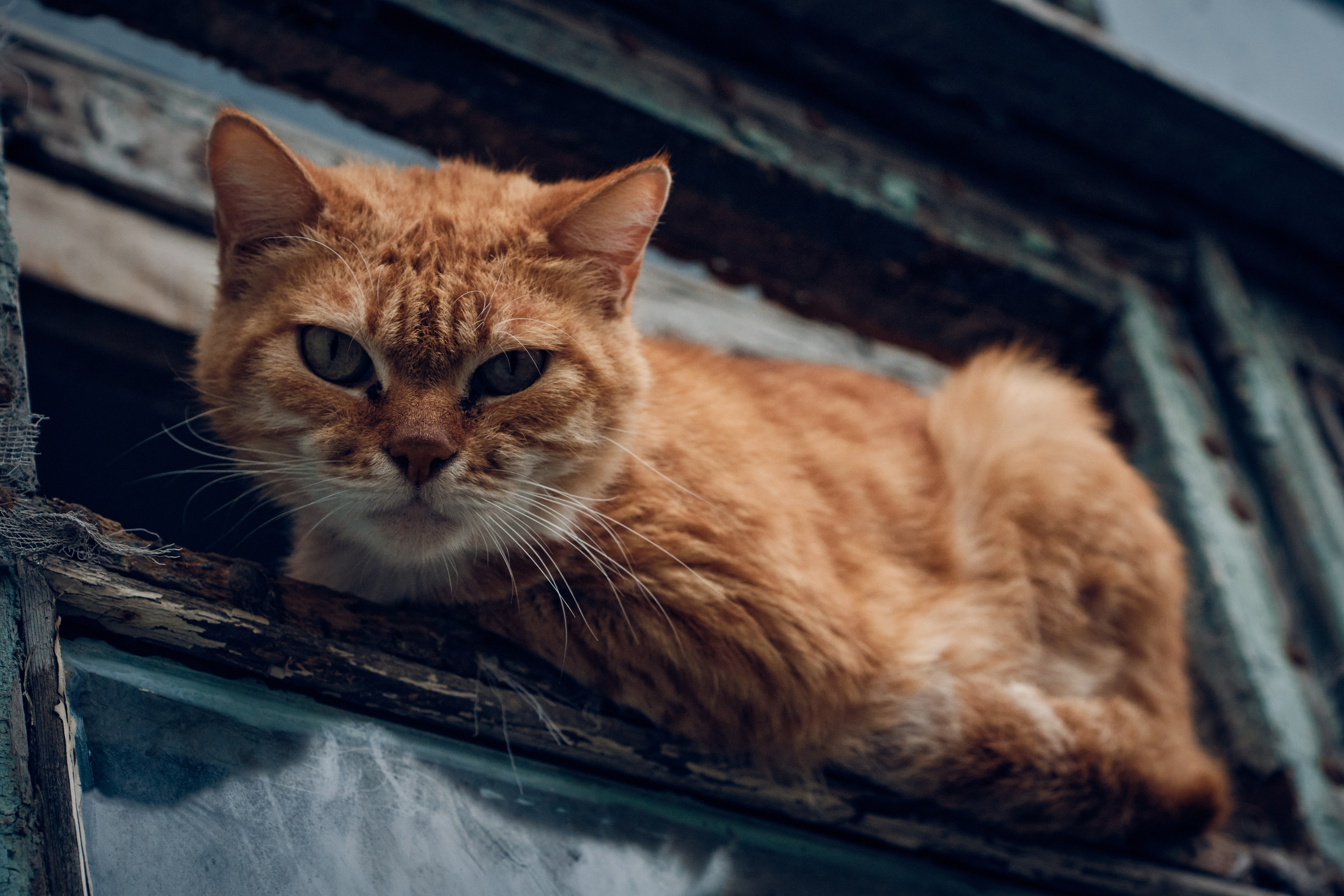 Котики. Фотограф портретный архитектурный лавстори будуар Санкт-Петербург Виктор Иванов