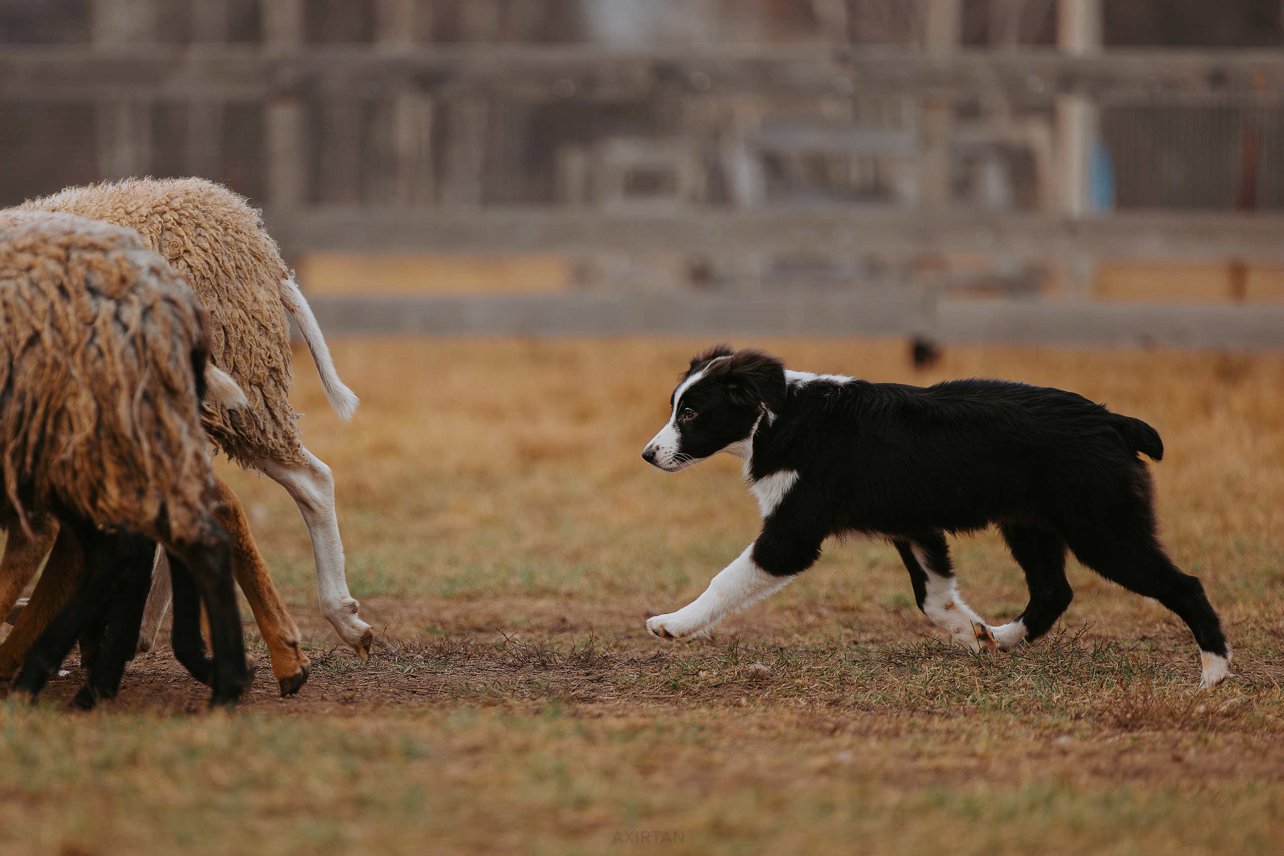Кубрау. BLGKV питомник собак