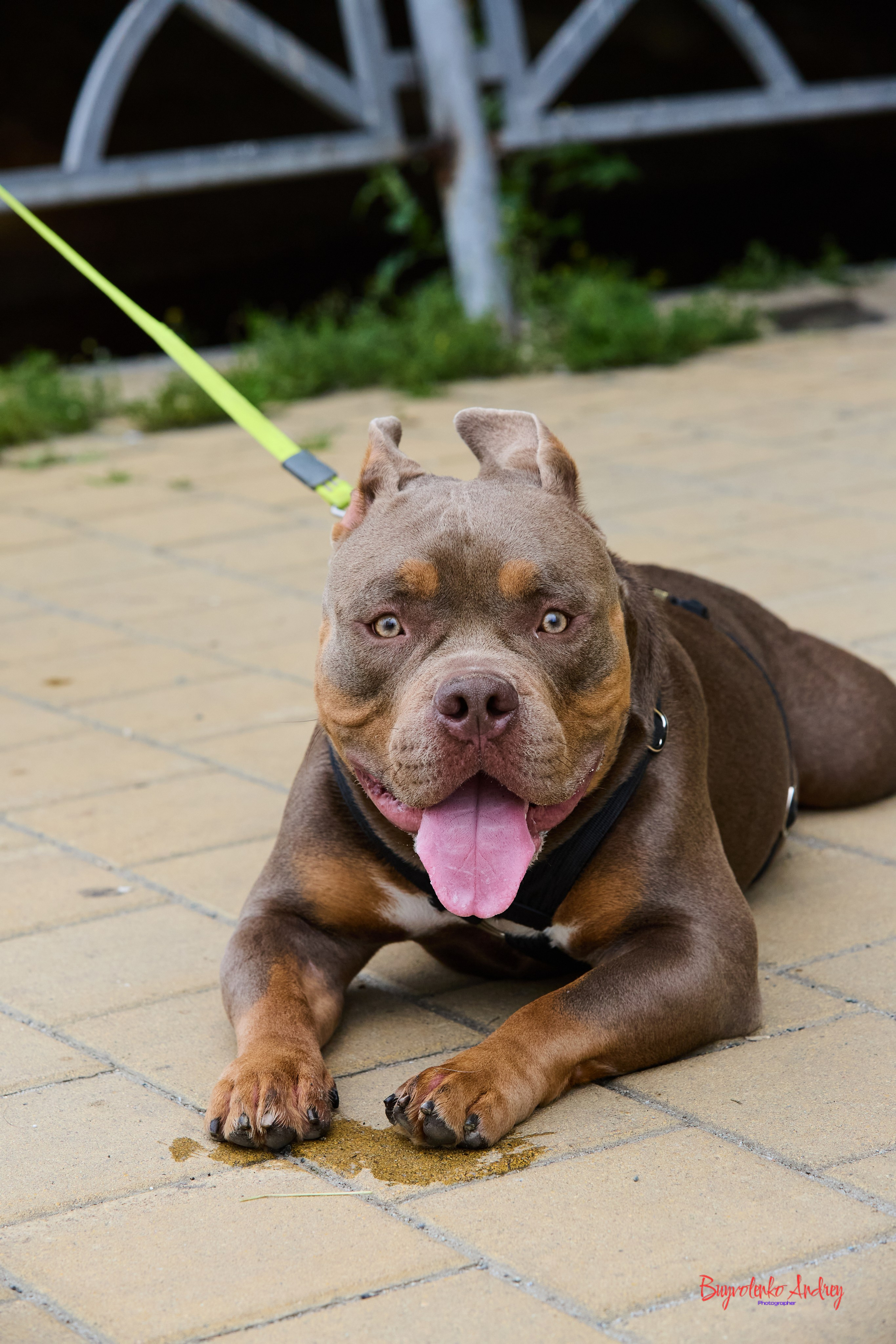 Проект фотопрогулка с хвостиком. Buyvolenko Andrey