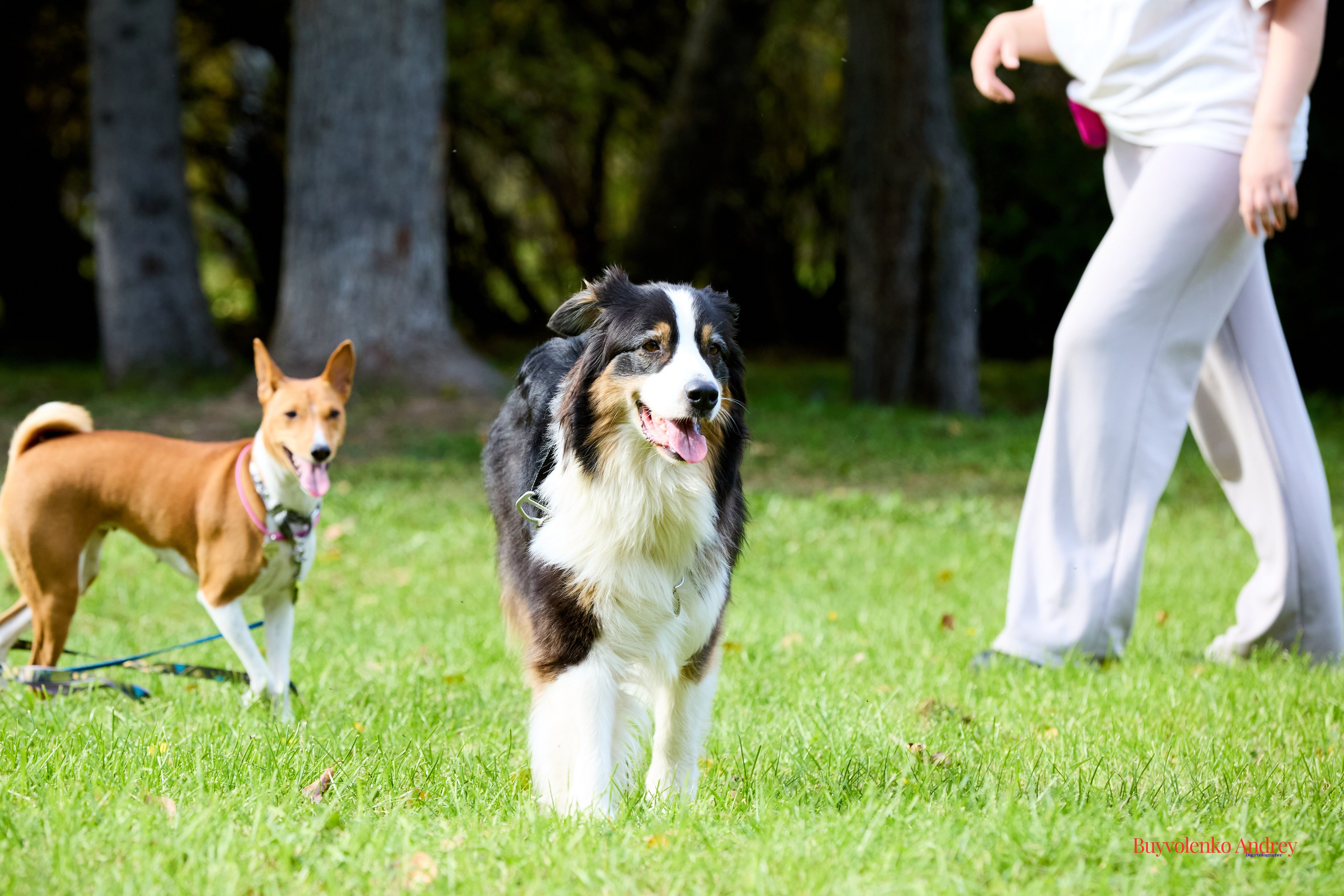 Басенджи и Аусси 21.09.2025. Buyvolenko Andrey
