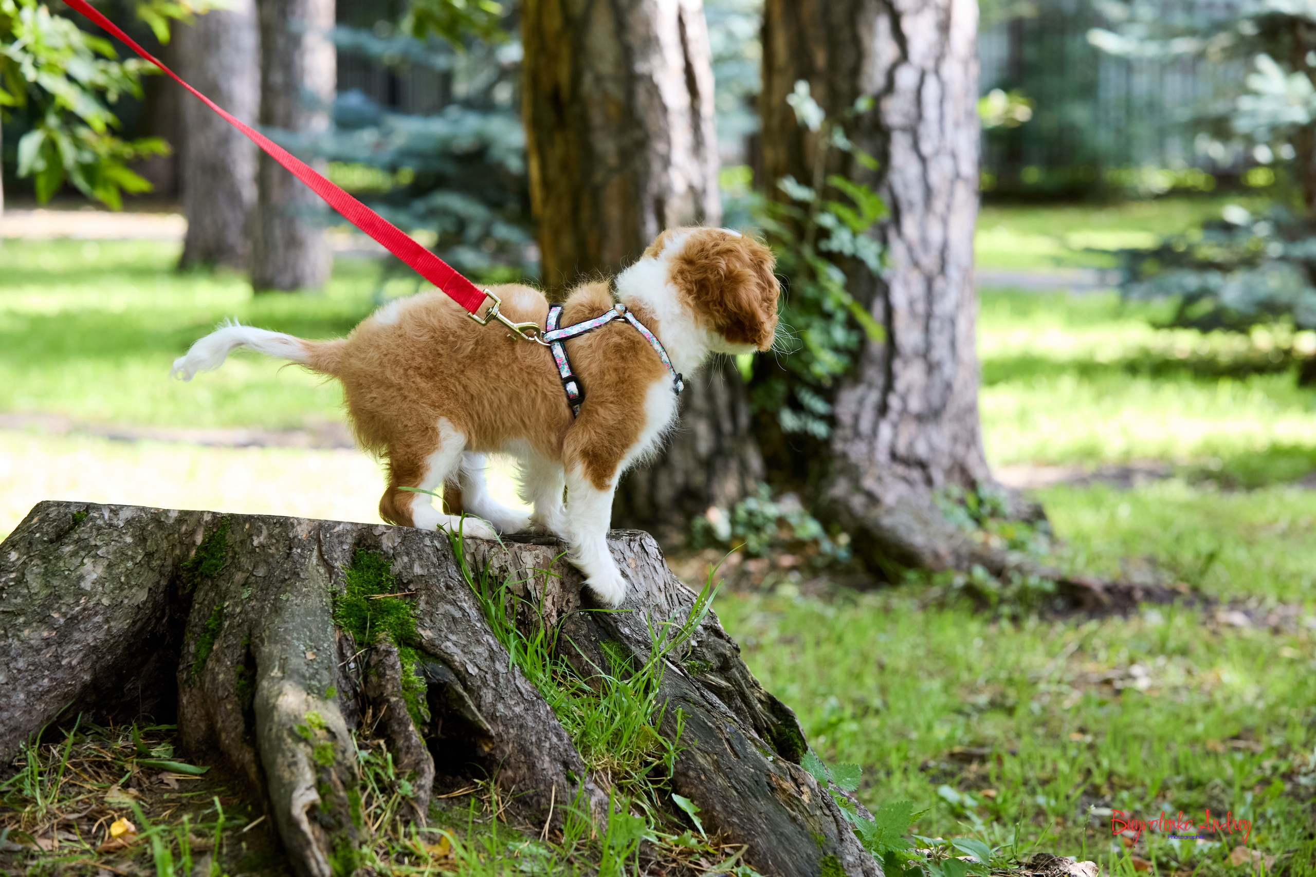 Фотопрогулка с кавалерами. Buyvolenko Andrey