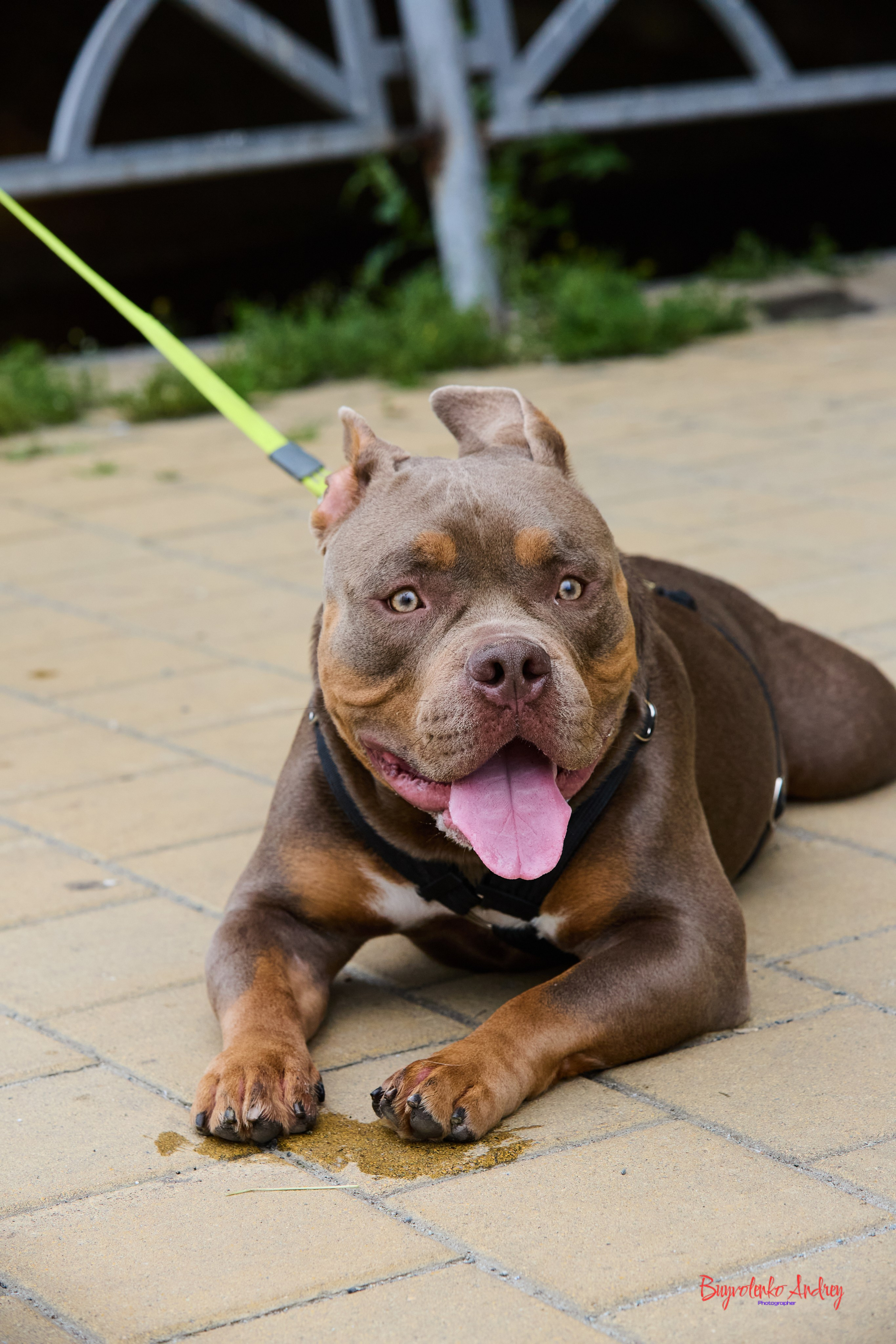 Проект фотопрогулка с хвостиком. Buyvolenko Andrey