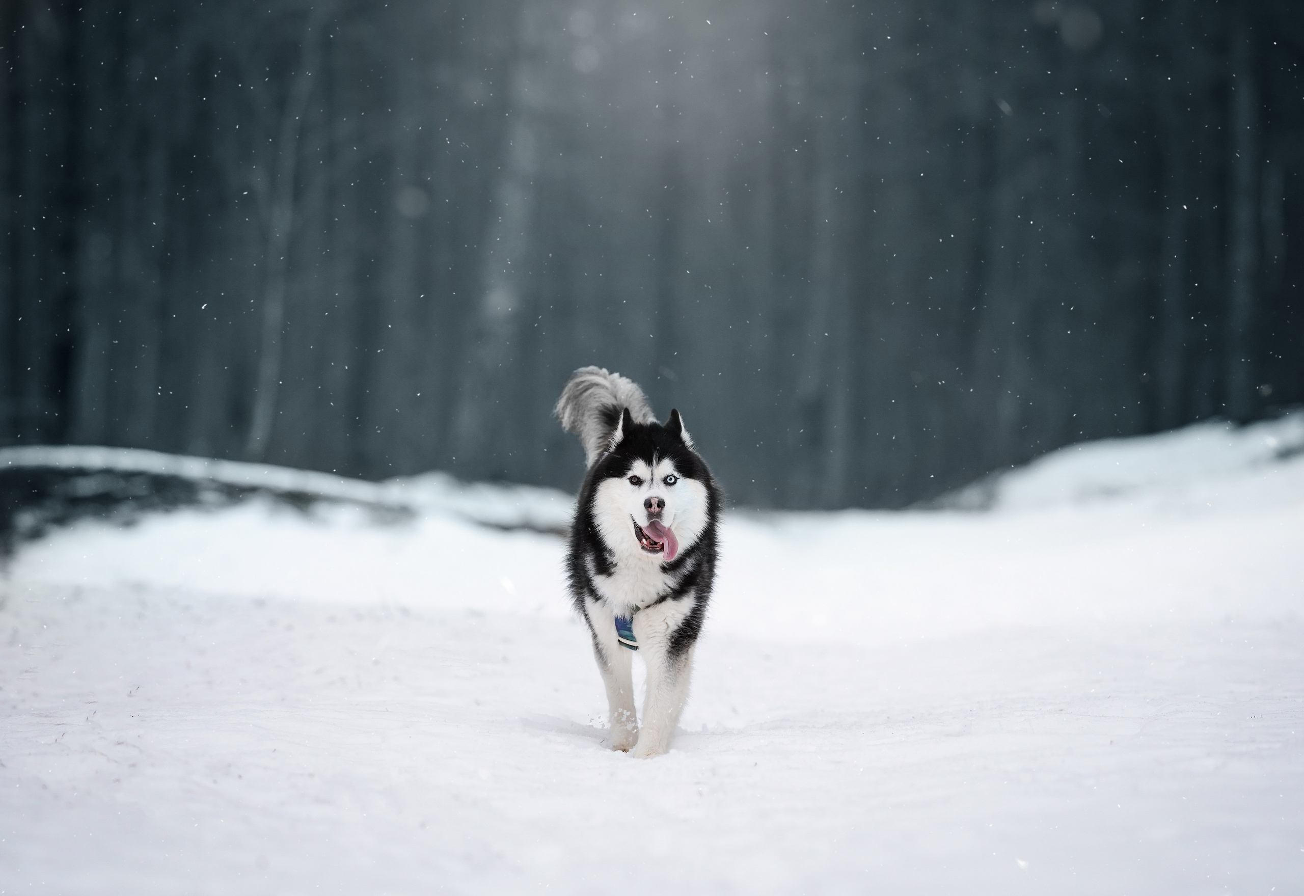 Лора Джанго и Хэппи. Фотограф-анималист в Санкт-Петербурге Яна Мартынова