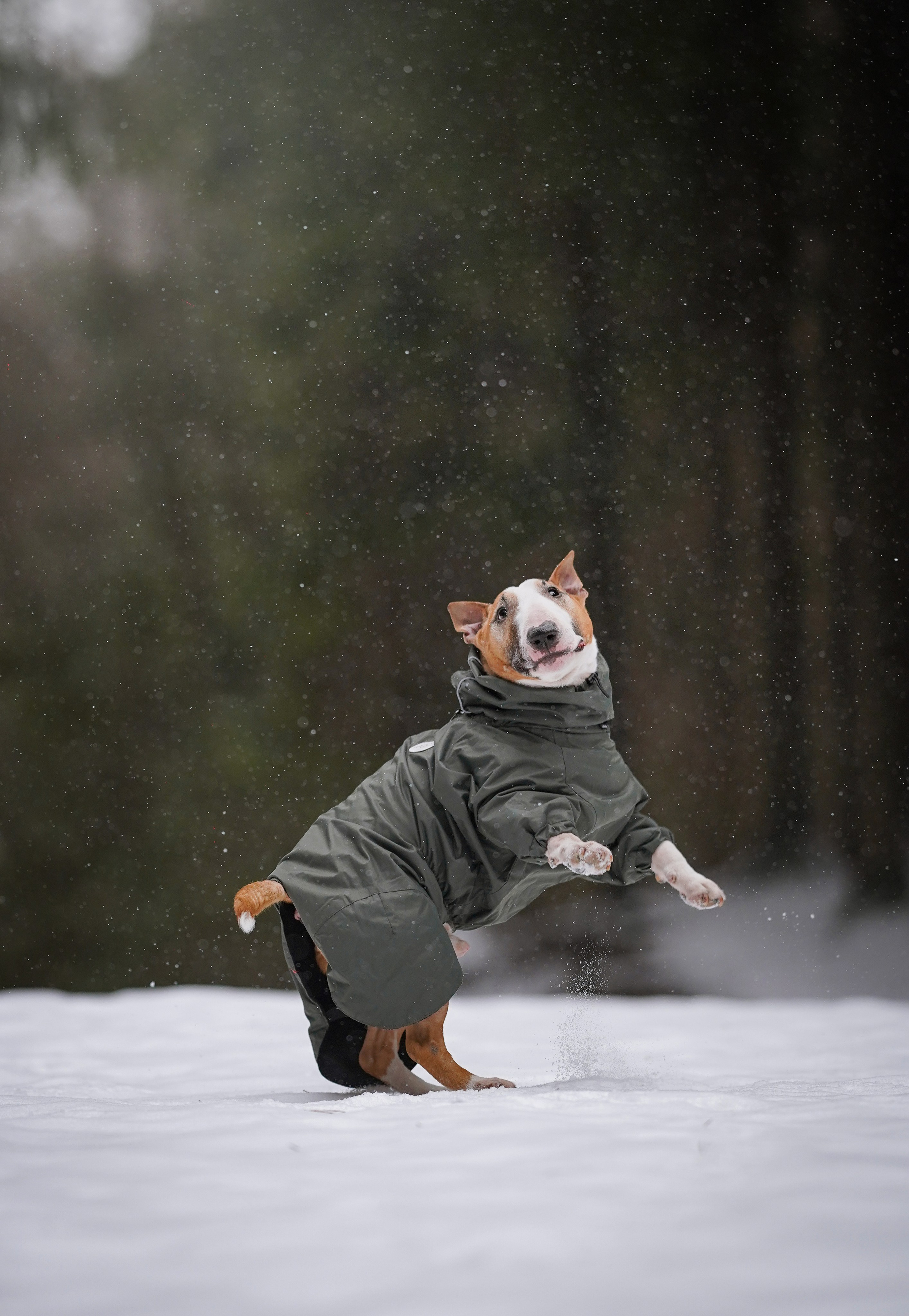 Юни и Панда. Фотограф-анималист в Санкт-Петербурге Яна Мартынова