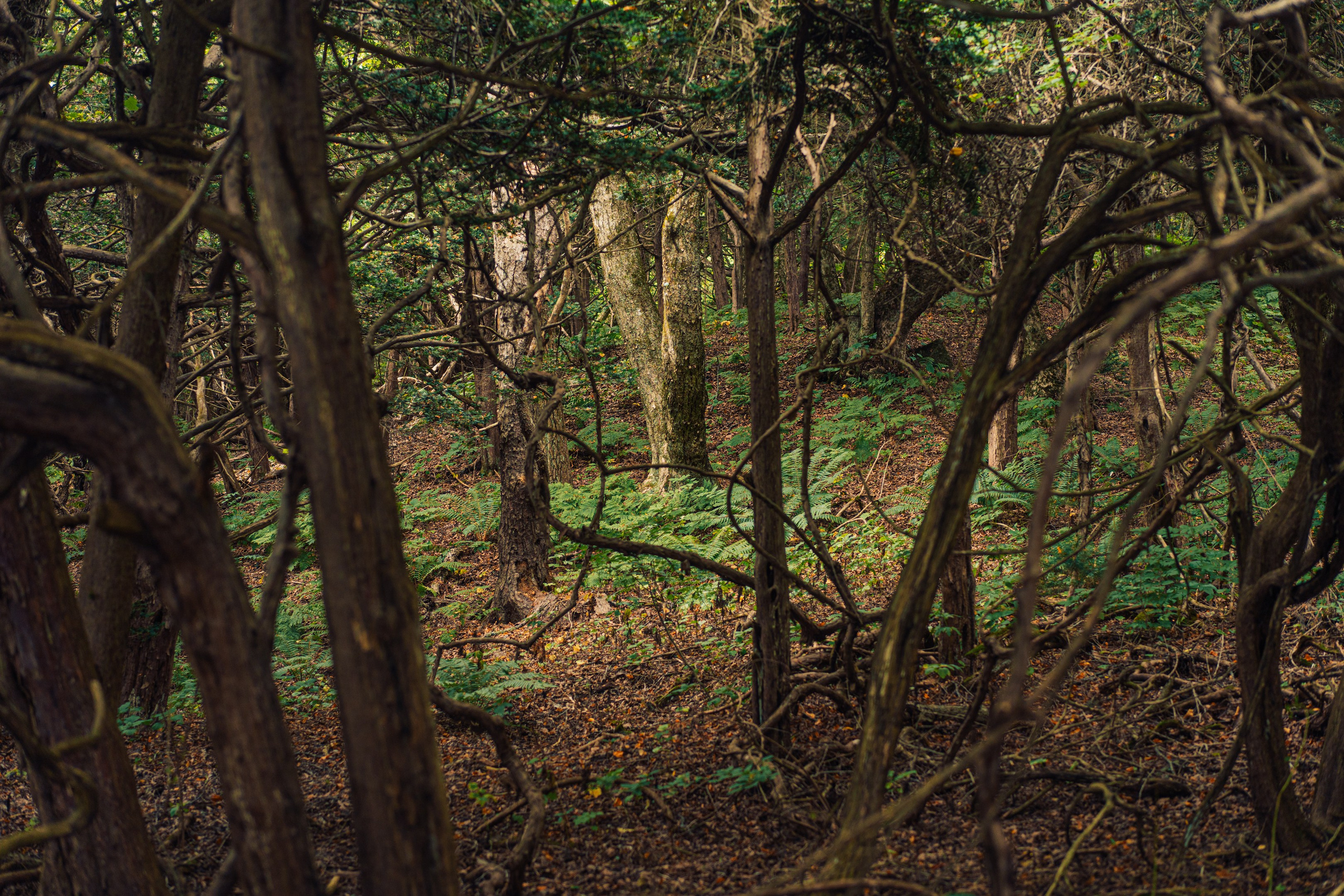 Тисовая роща | Остров Петрова. Иван Зайцев (IZIART) — создание культурного кода через фото и видео