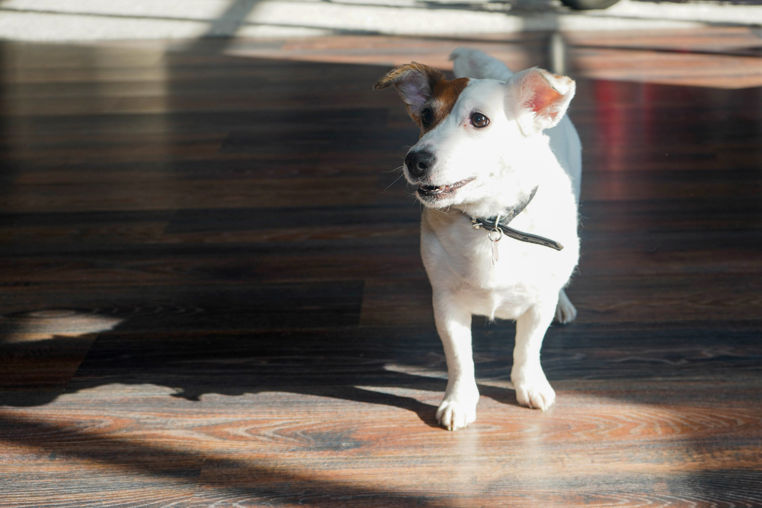 Семейная фотосессия в студии. Главная