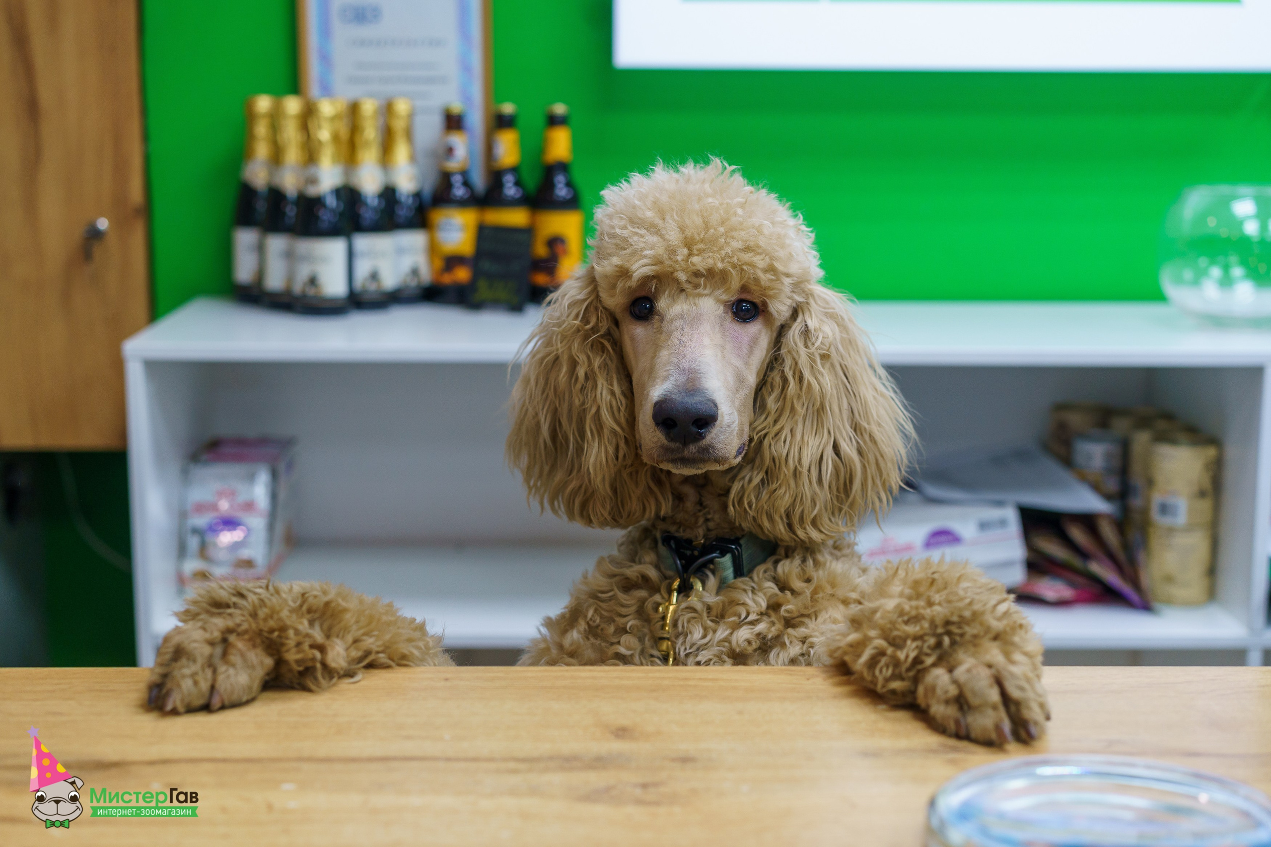Мистер Гав -13 лет!. Фотограф Челябинск · Ольга Серебрякова