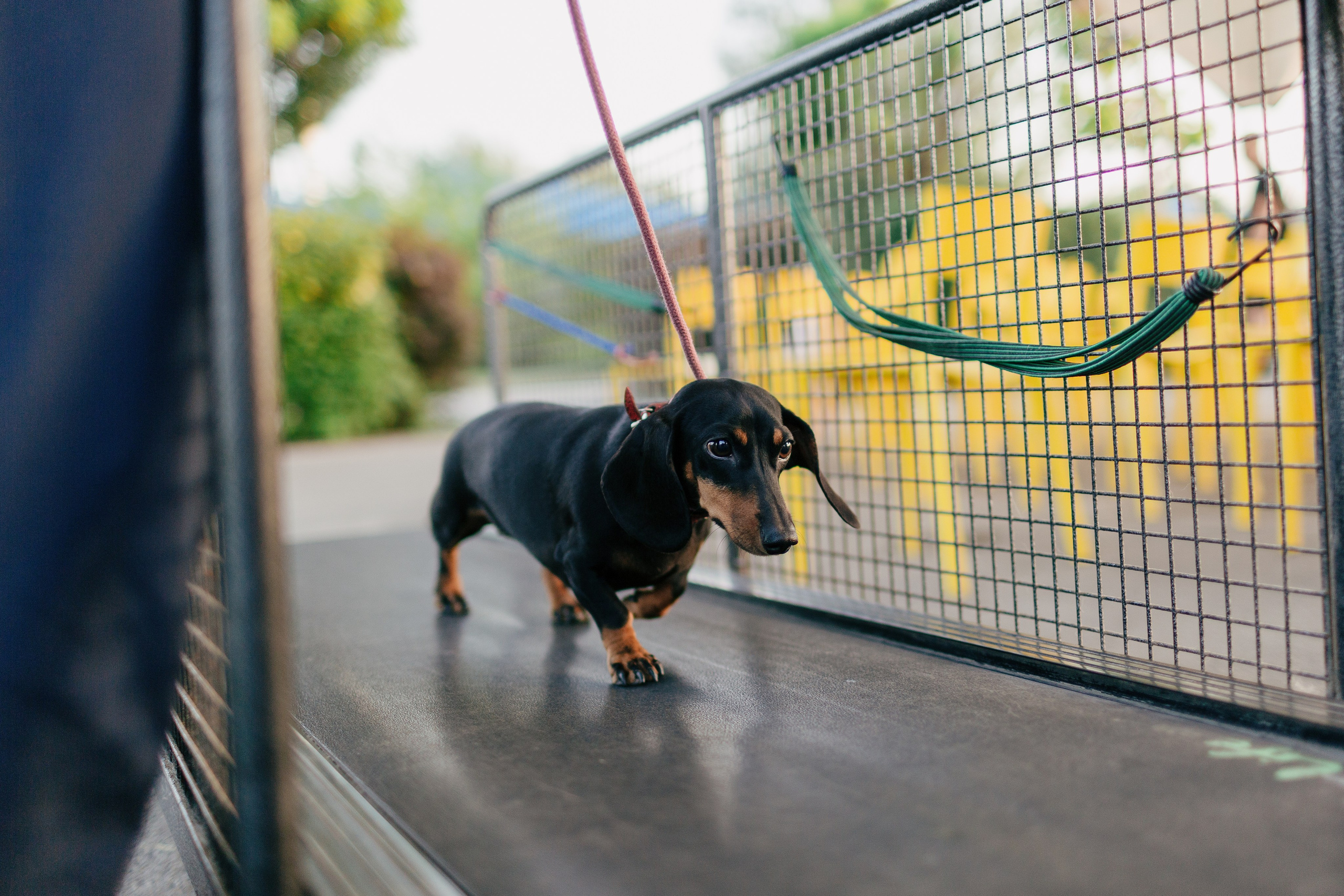 Dog Fest 2024. Главная