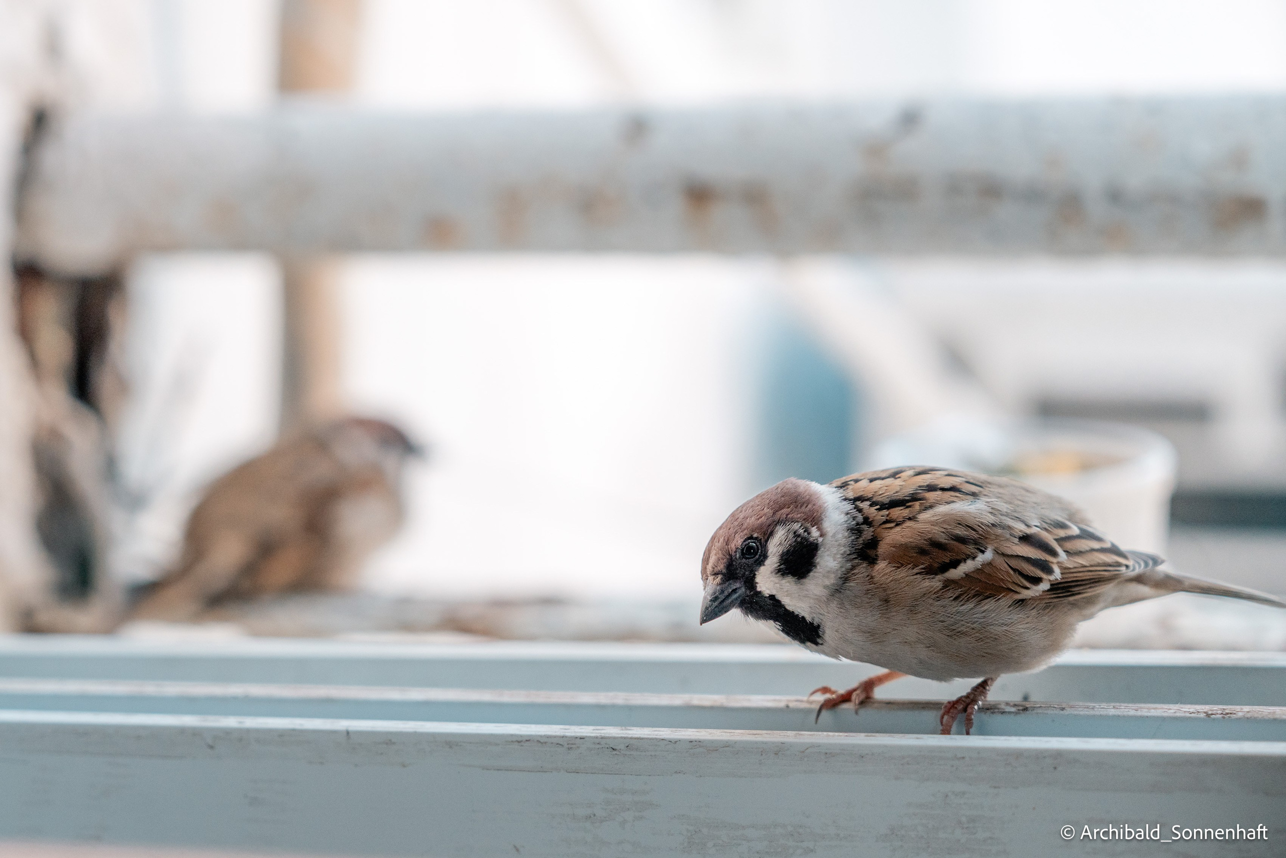 Balcony sparrows. Photographer in Guangzhou, China. Archibald Sonnenhaft