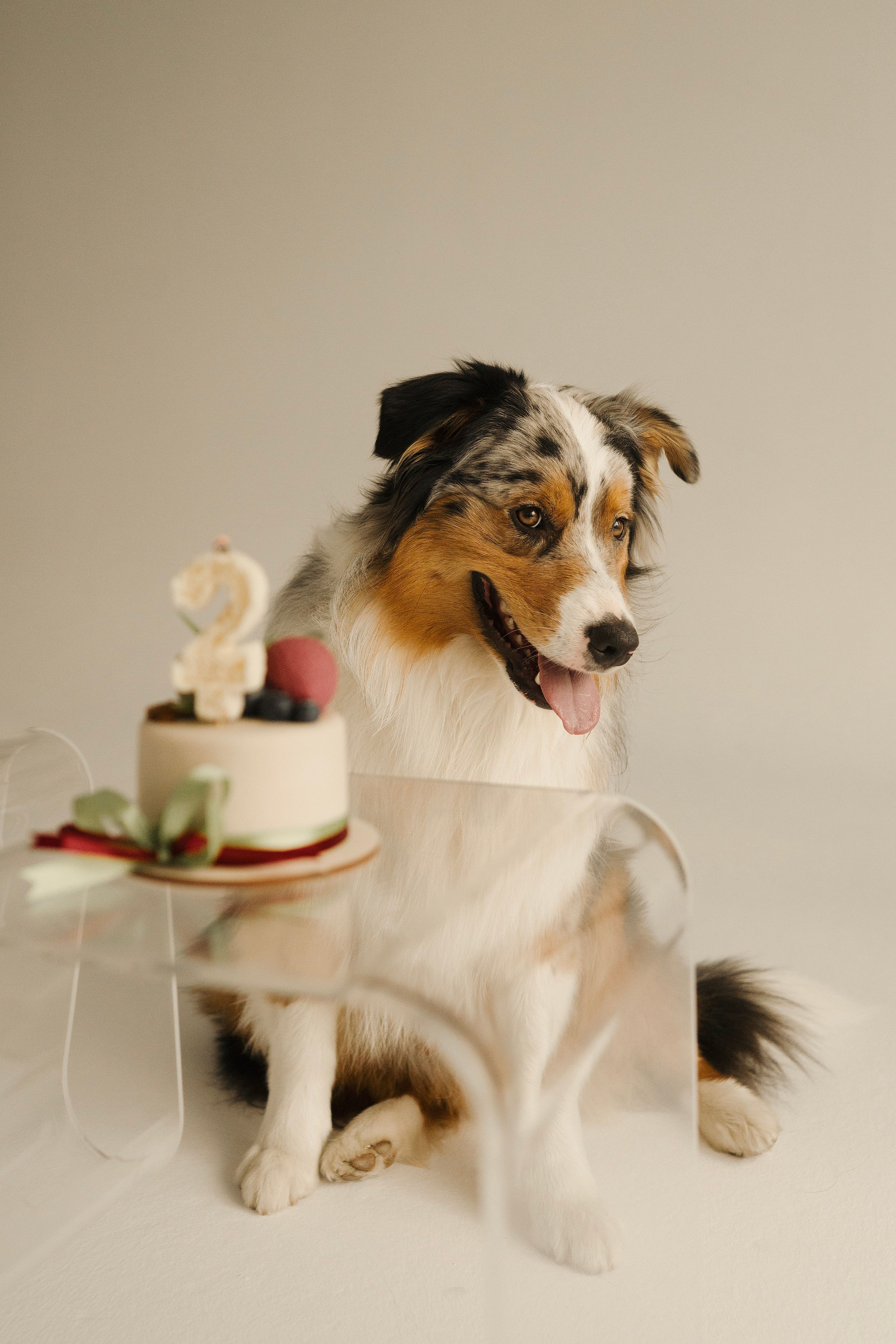 Зевс. Фотограф- анималист Александра Матвеева