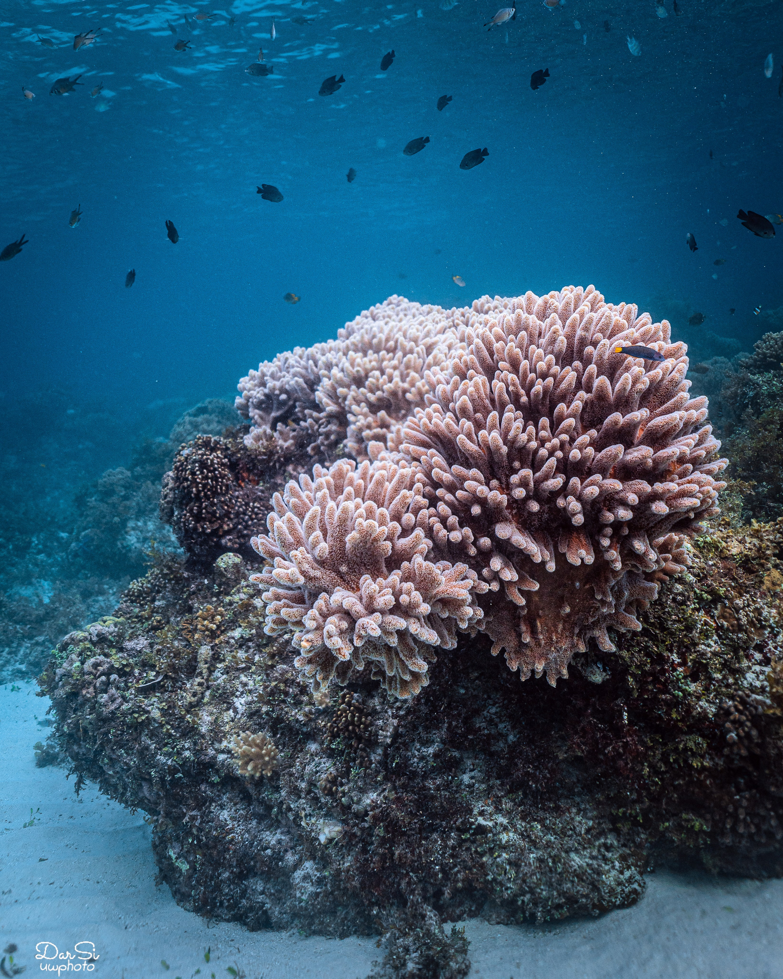 Подводный мир. Подводный фотограф на Филиппинах Синицина Дарья