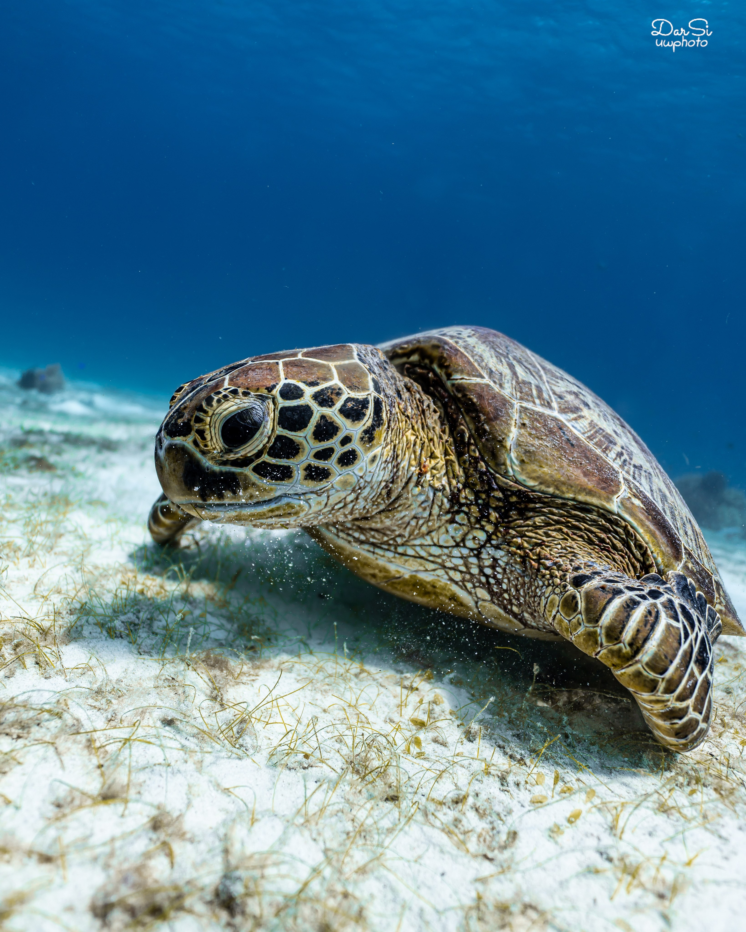 Черепахи. Подводный фотограф на Филиппинах Синицина Дарья