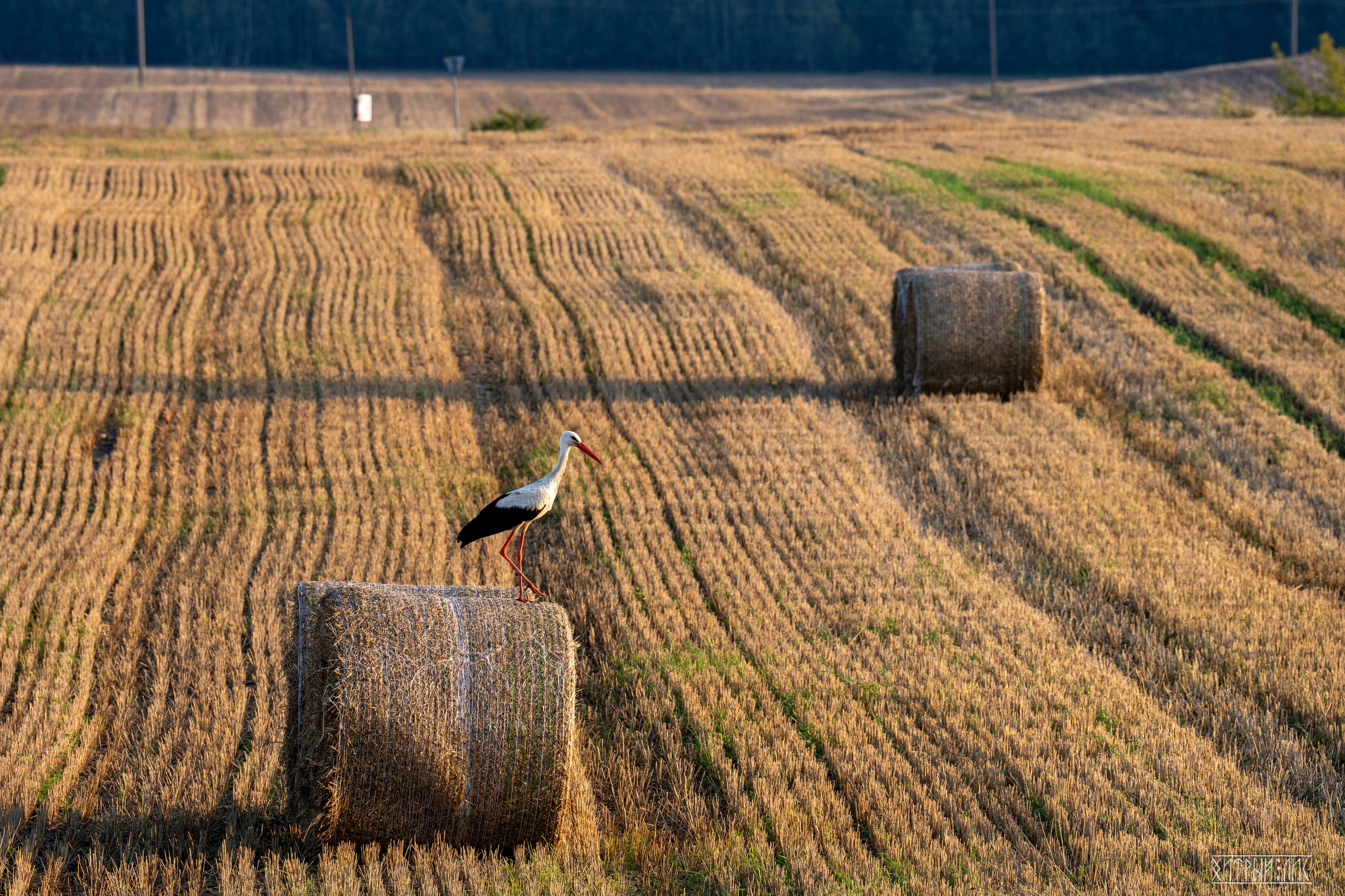 Беларусь. Фотограф-путешественник Самойлов Максим «Sly Fox»