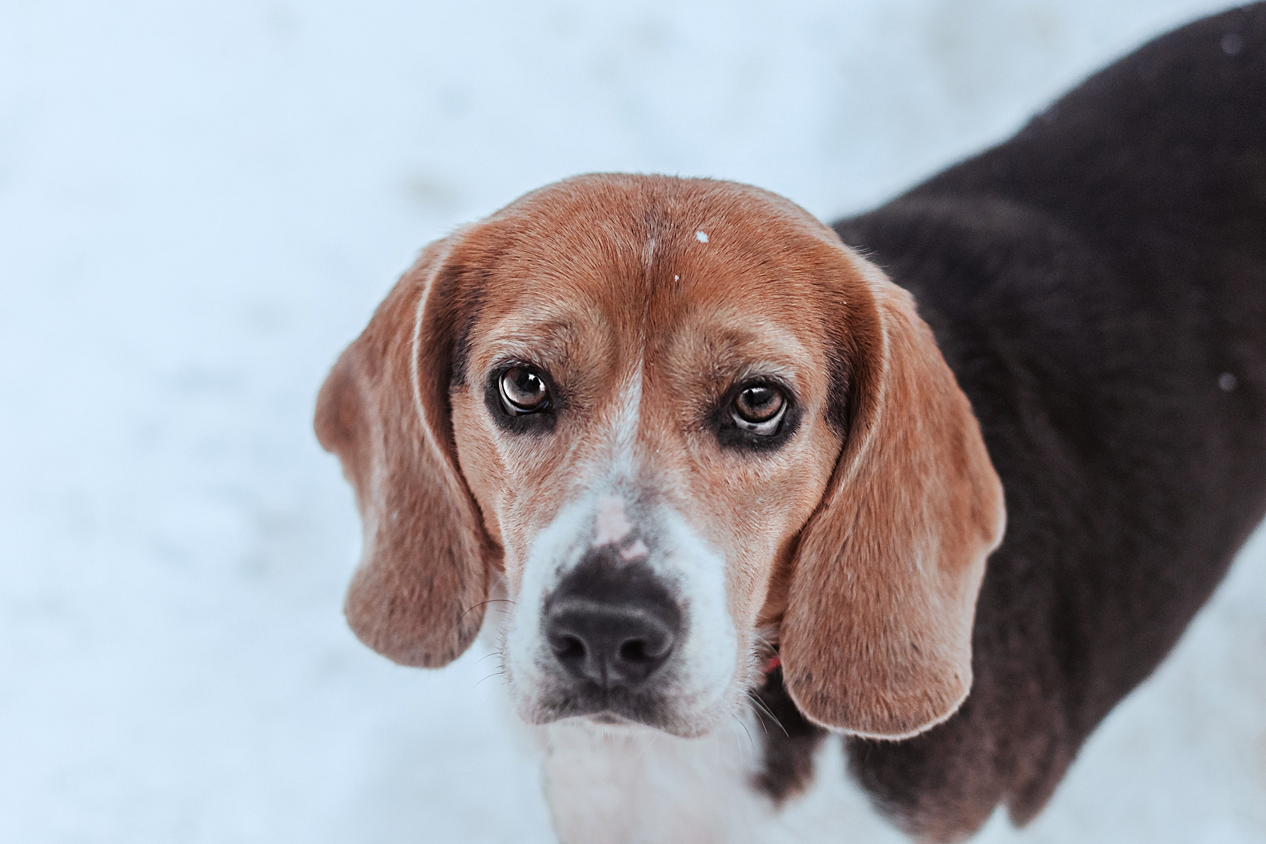 Дом для Биглей 2023. Фотограф-анималист Татьяна Степанова