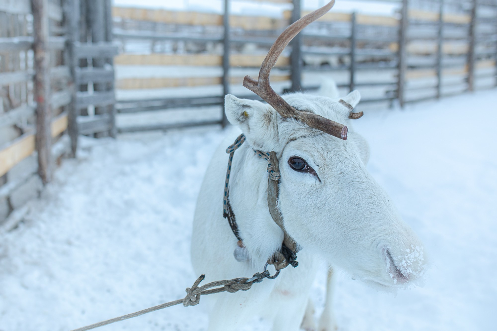 Кораль. На север к оленям. Репортажный фотограф в Сочи — Михаил Мордасов