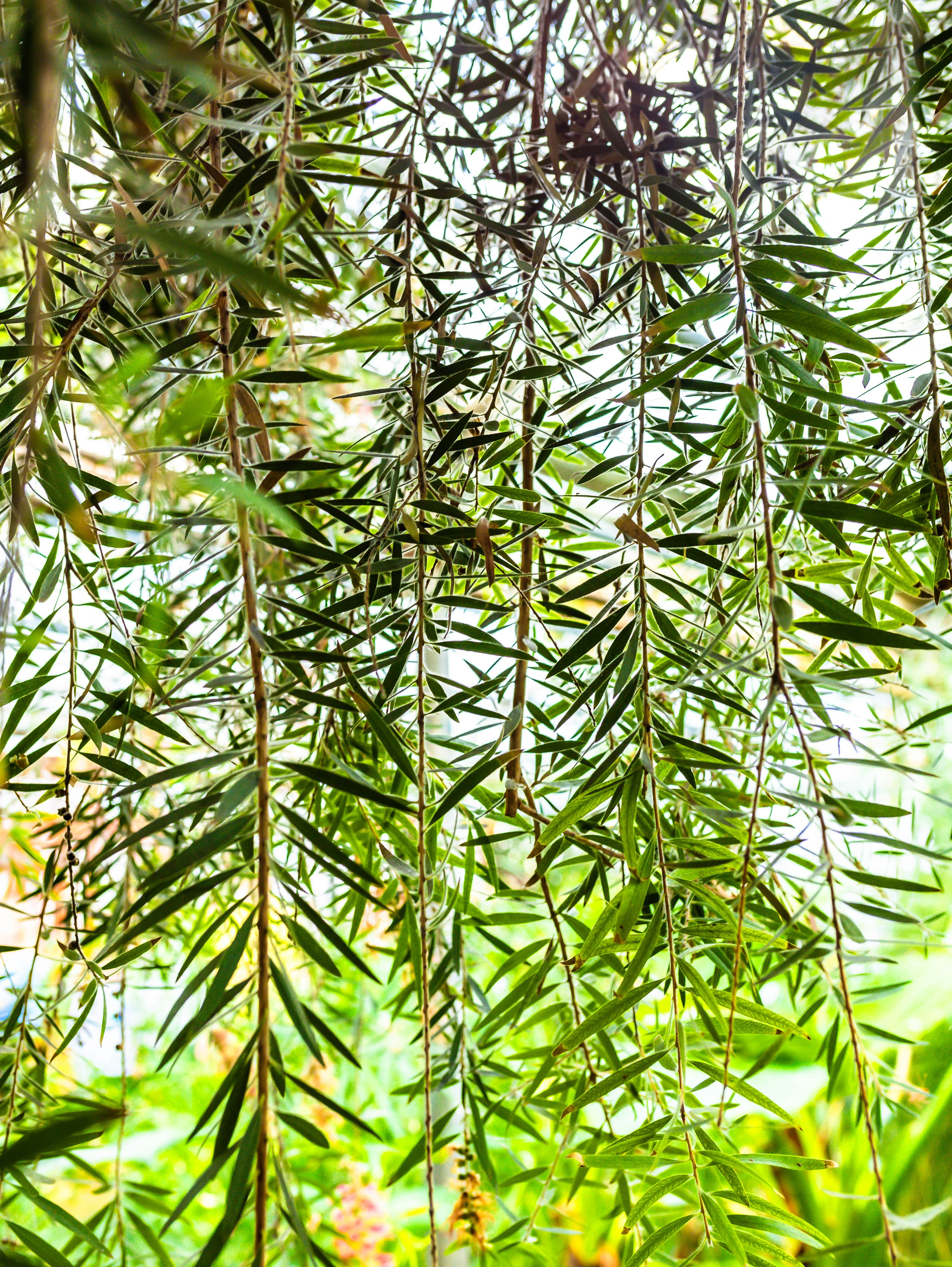 Фотографии природы Липецка. Свадебный и семейный фотограф Виолетта в Липецке